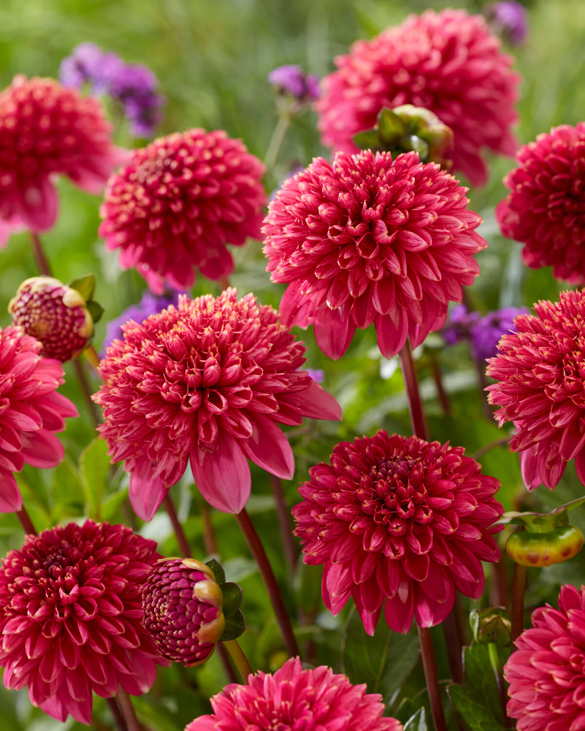 Dahlia 'Alyshia' - Image 5