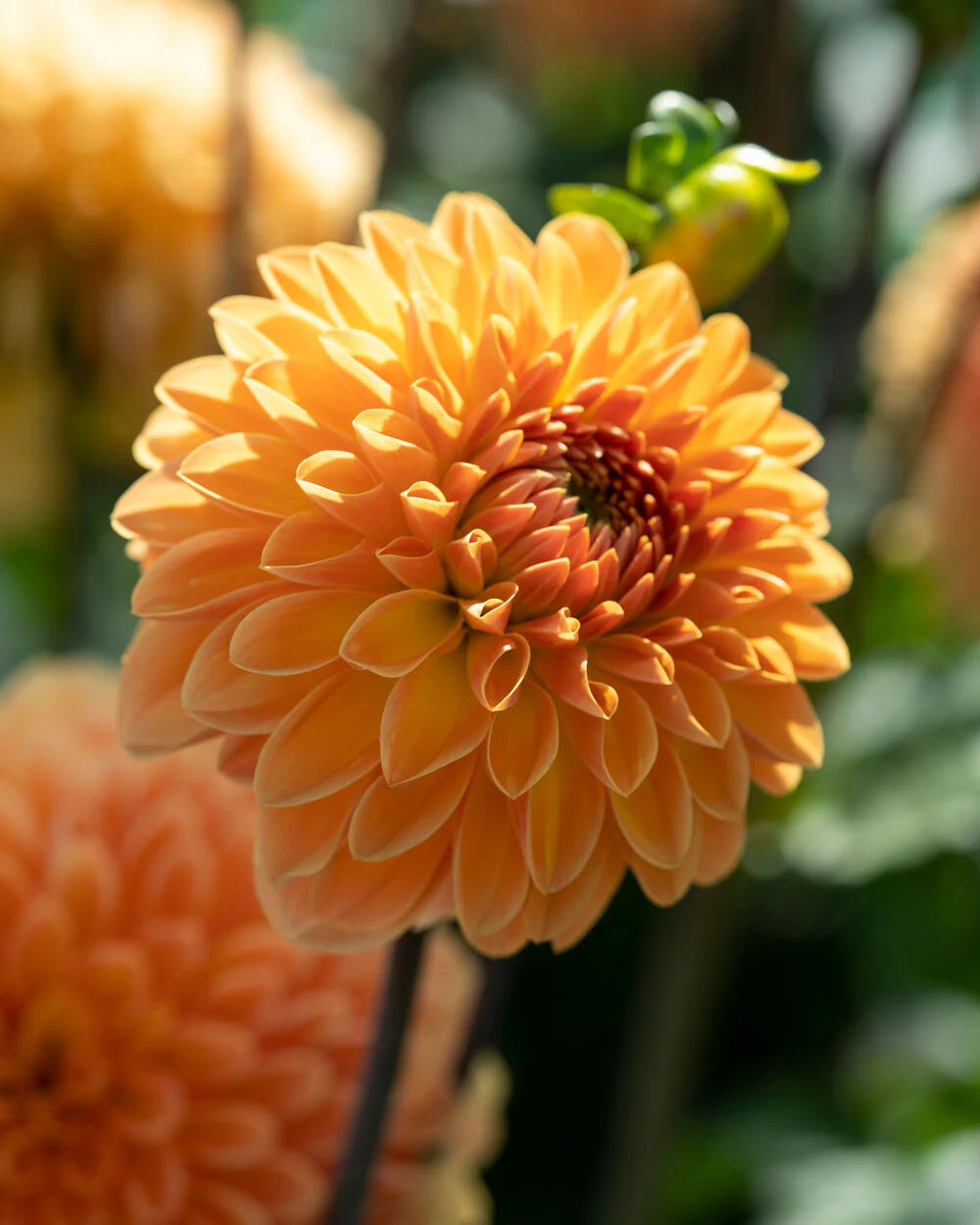 Dahlia 'Amber Crystal' - Image 6