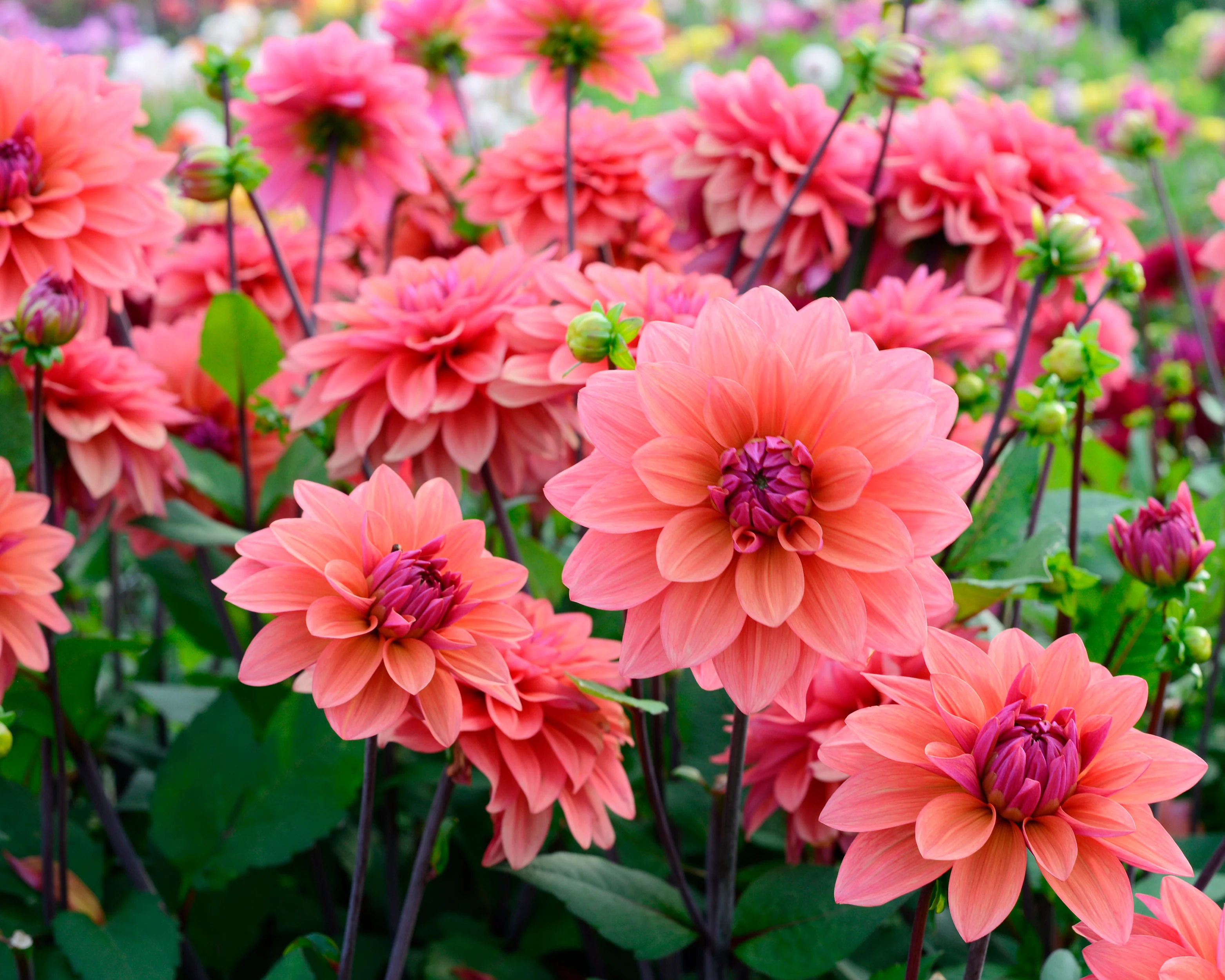 Dahlia 'American Dawn' - Image 2