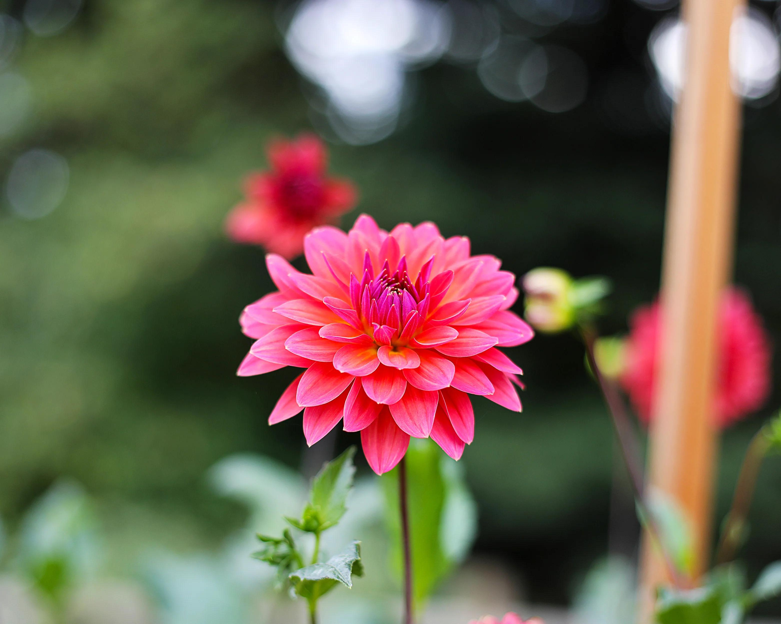 Dahlia 'American Dawn' - Image 9