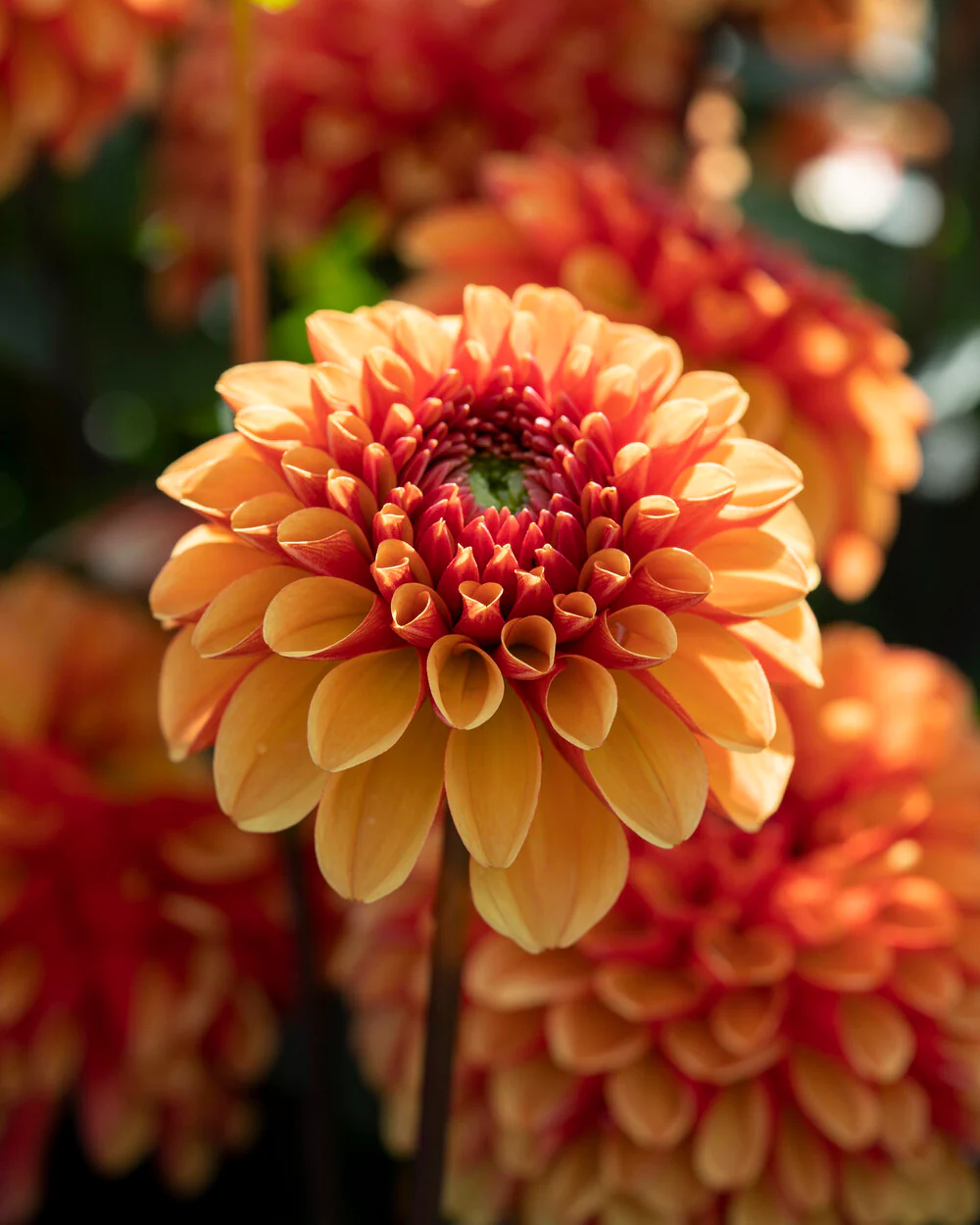 Dahlia 'American Sunset' - Image 3