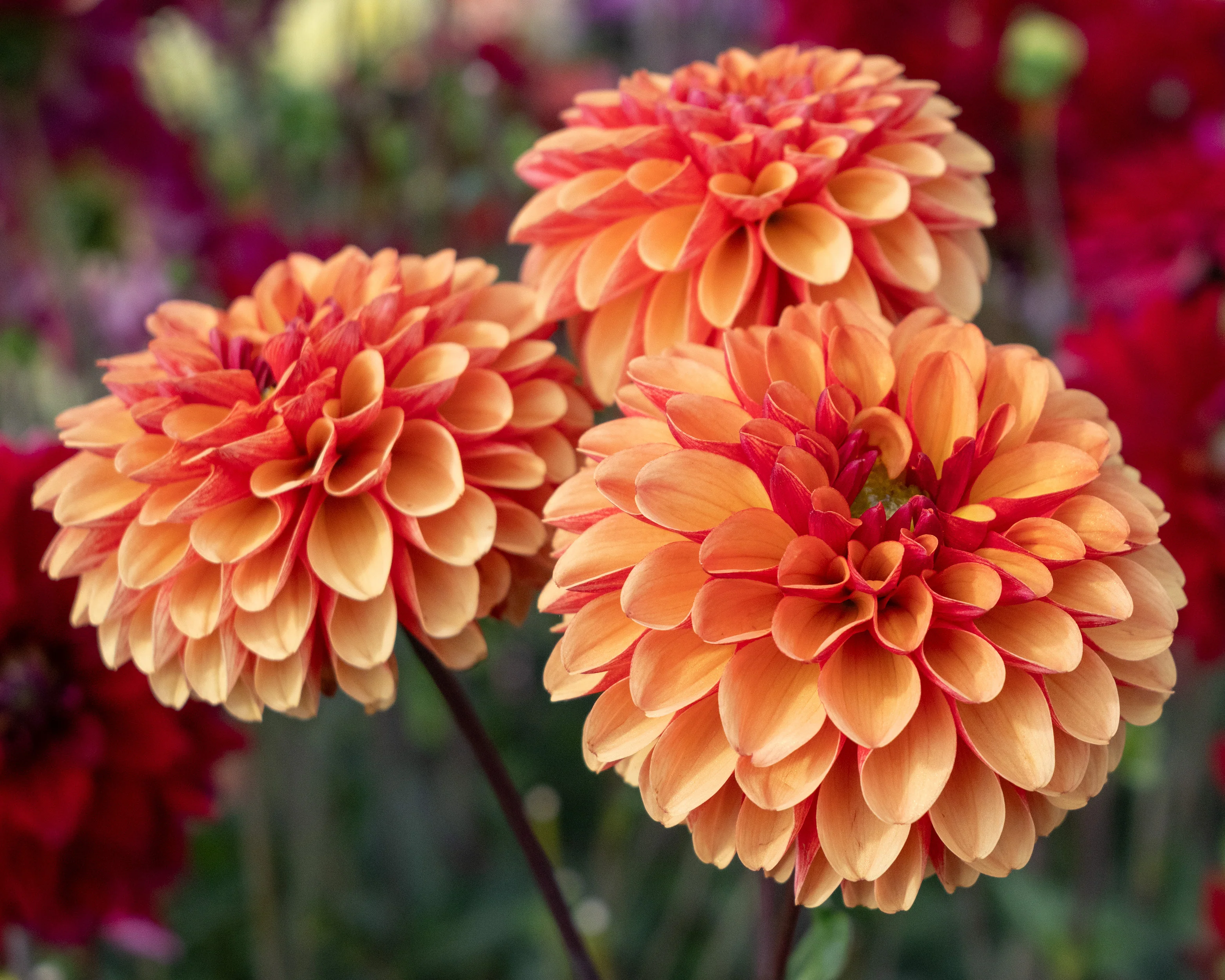 Dahlia 'American Sunset' - Image 6