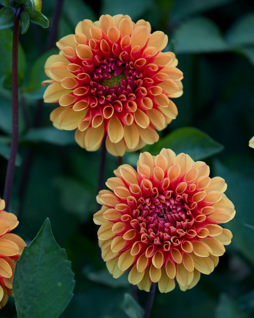 Dahlia 'American Sunset' - Image 7