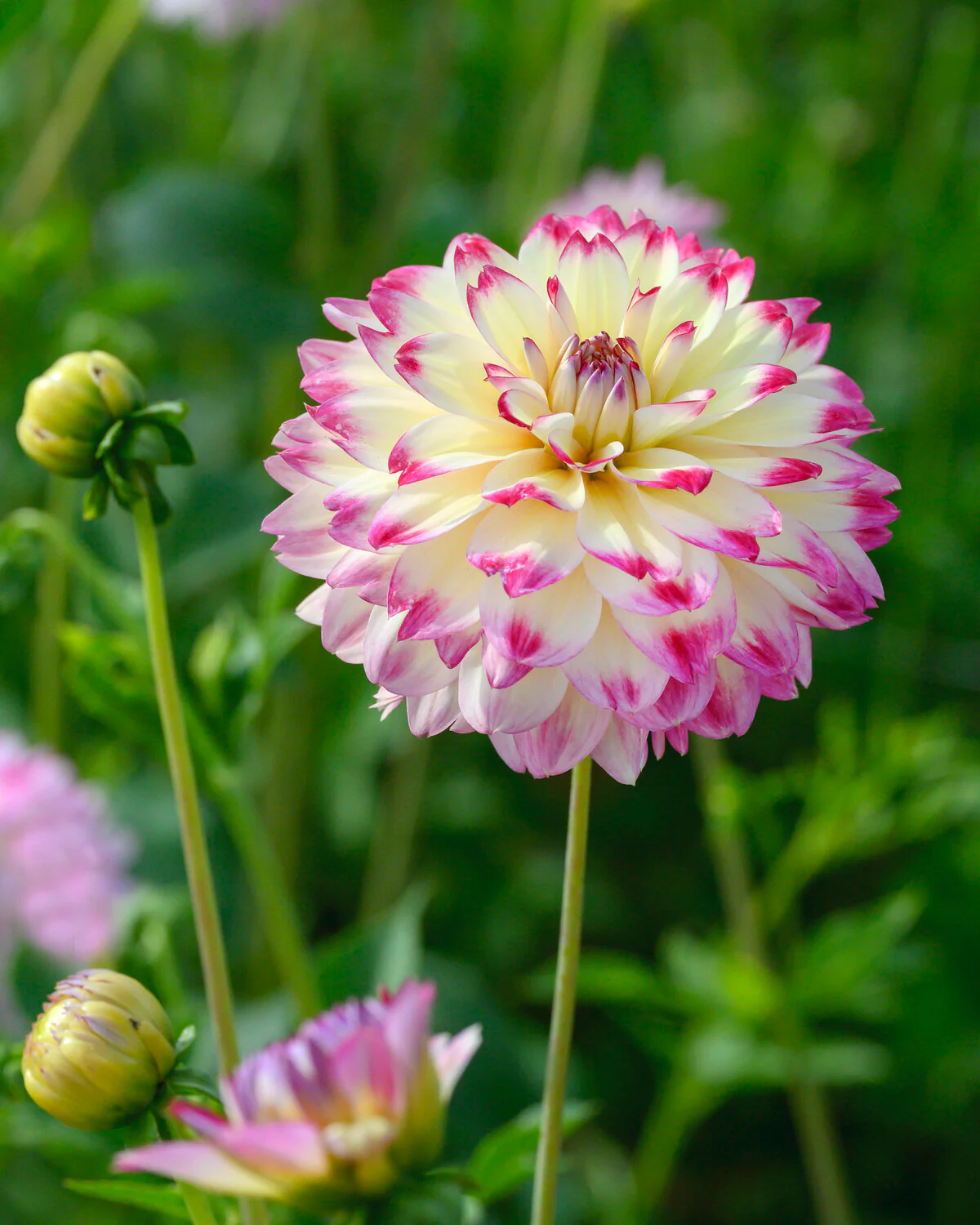 Dahlia 'Aphrodite' - Image 2