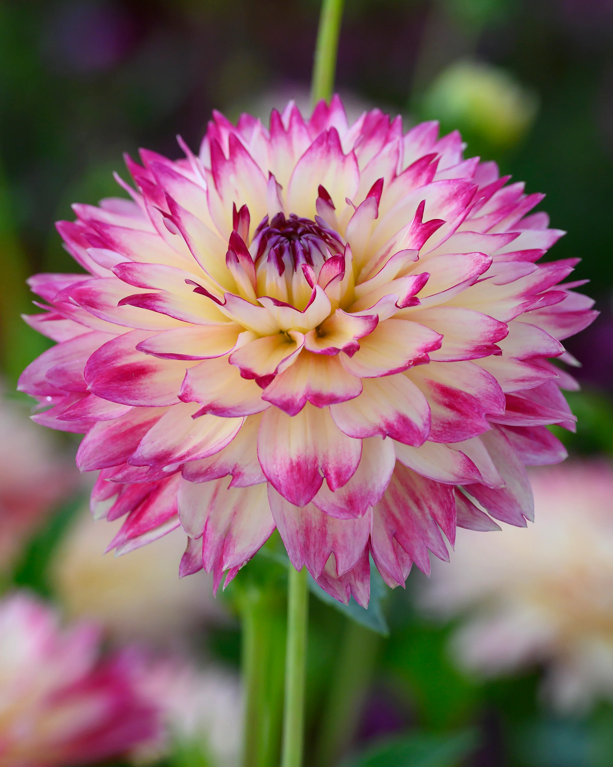 Dahlia 'Aphrodite' - Image 3