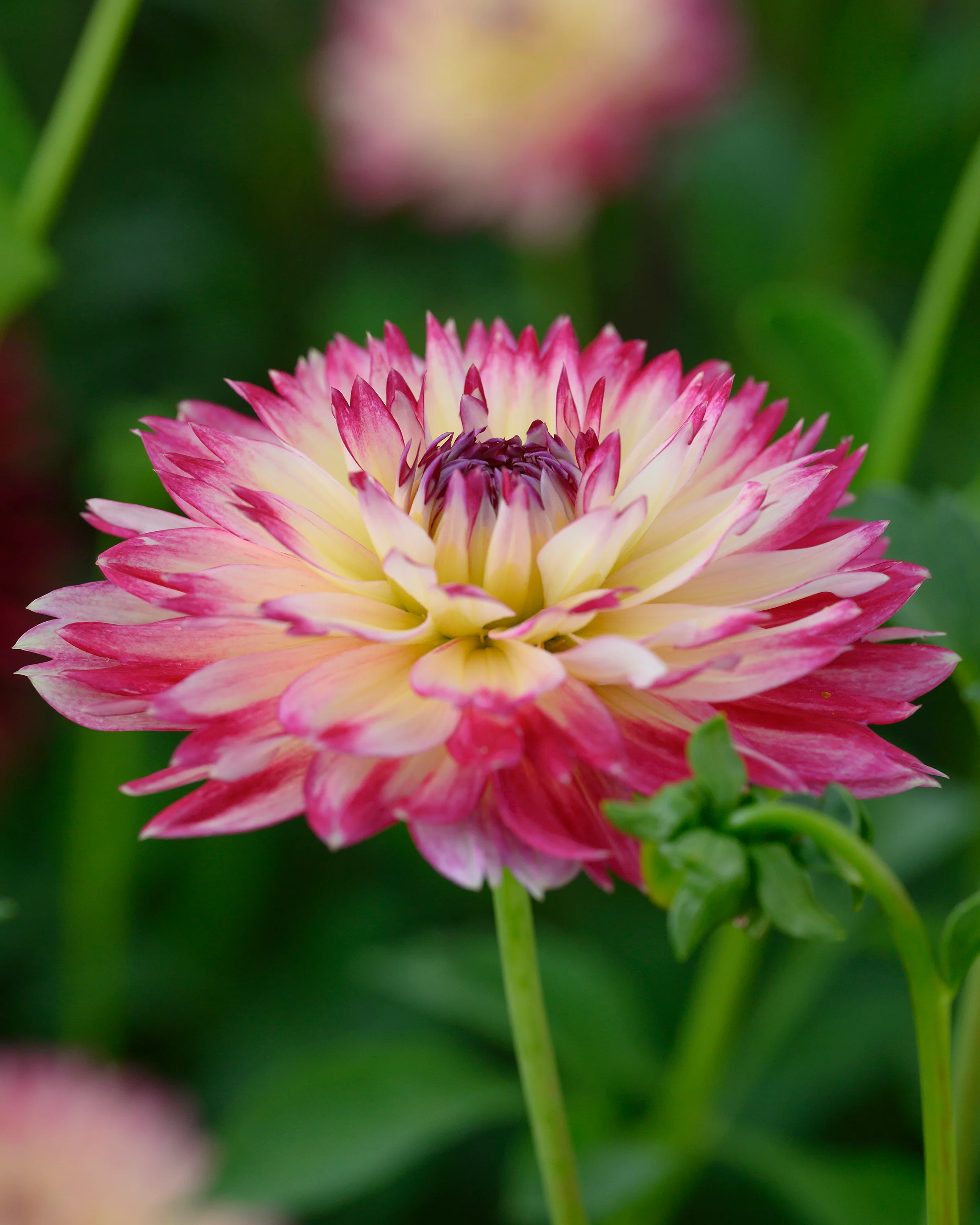 Dahlia 'Aphrodite' - Image 4