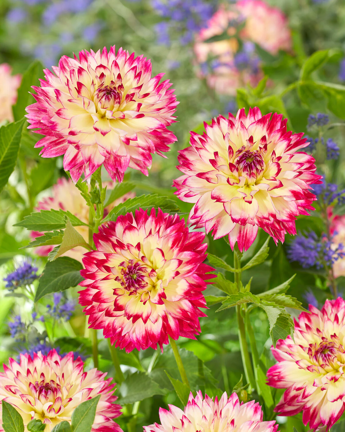 Dahlia 'Aphrodite' - Image 6