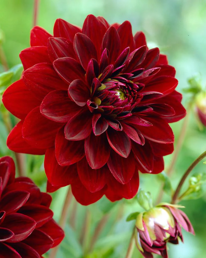 Dahlia 'Arabian Night' - Image 3