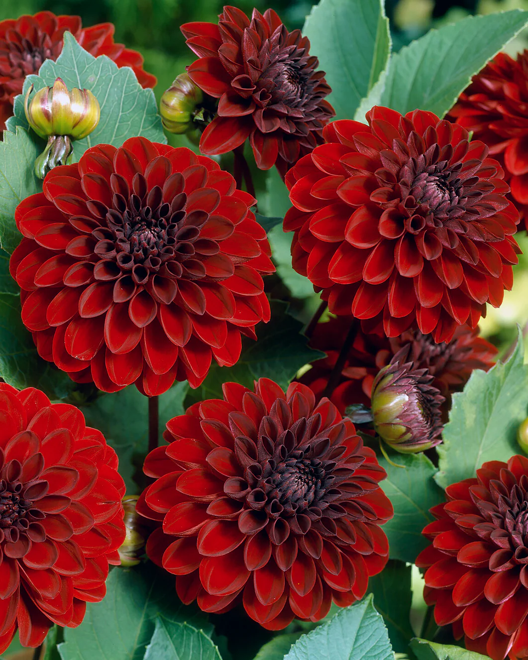 Dahlia 'Night Queen' - Image 2