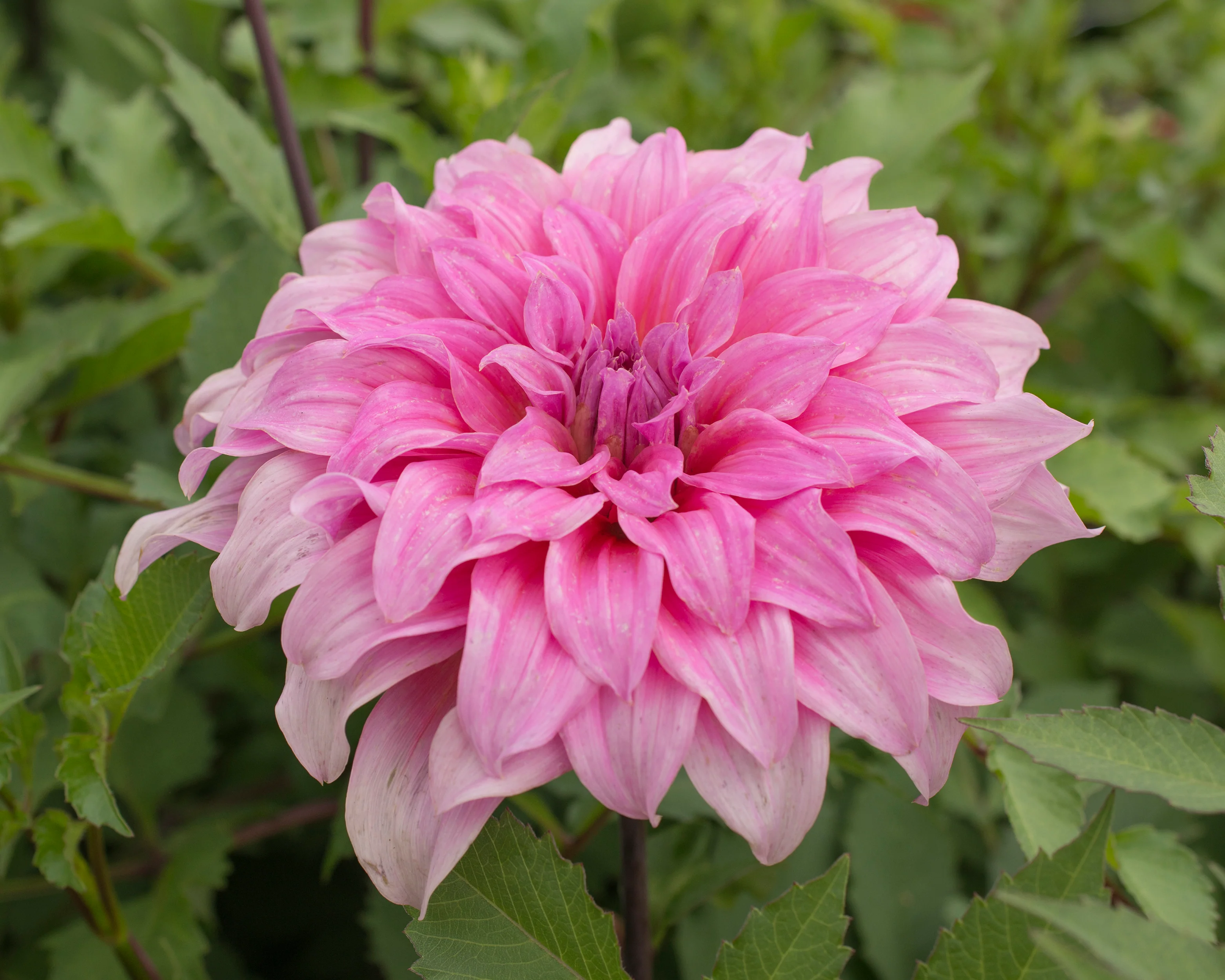 Dahlia 'Arthur Hambley' - Image 2
