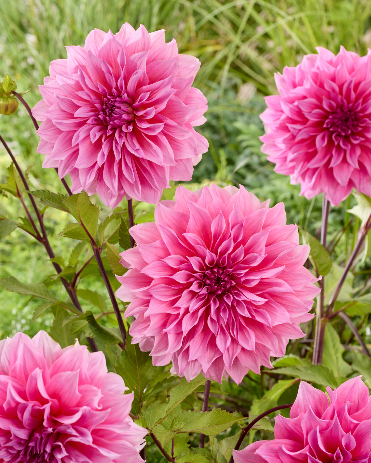 Dahlia 'Arthur Hambley' - Image 3