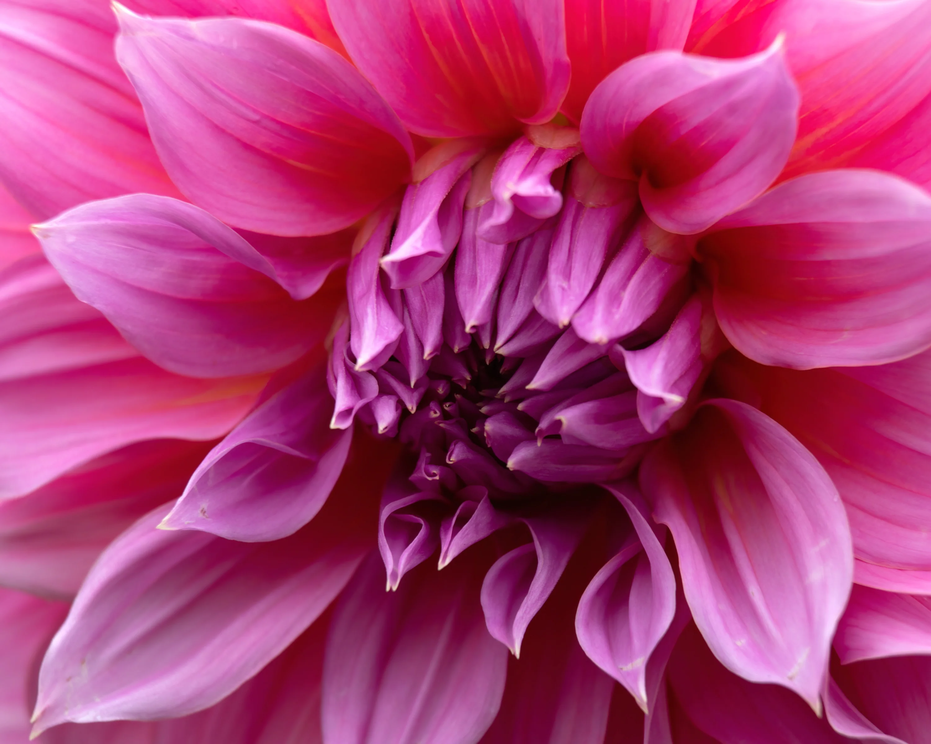 Dahlia 'Arthur Hambley' - Image 4