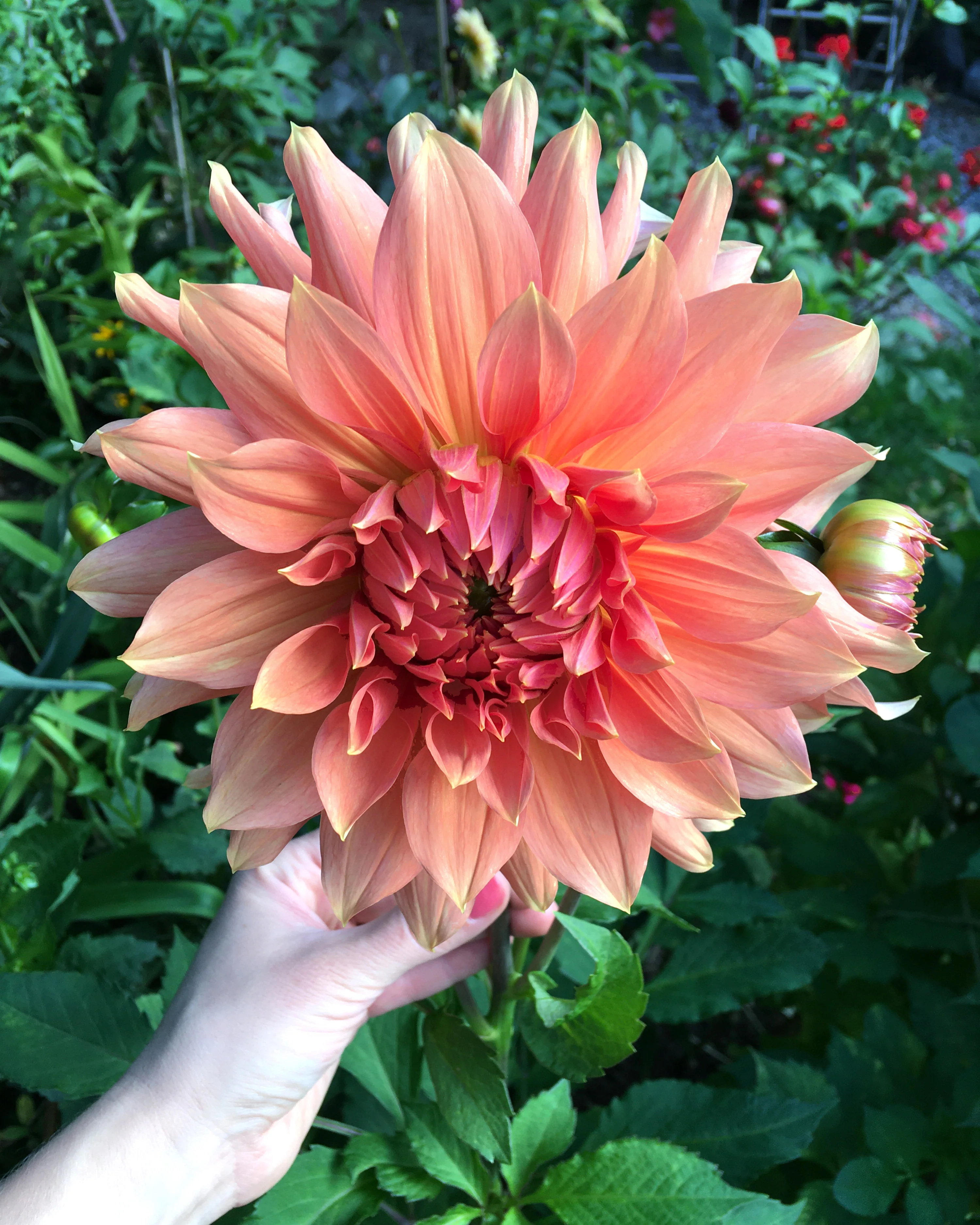 Dahlia 'Babylon Bronze' - Image 5
