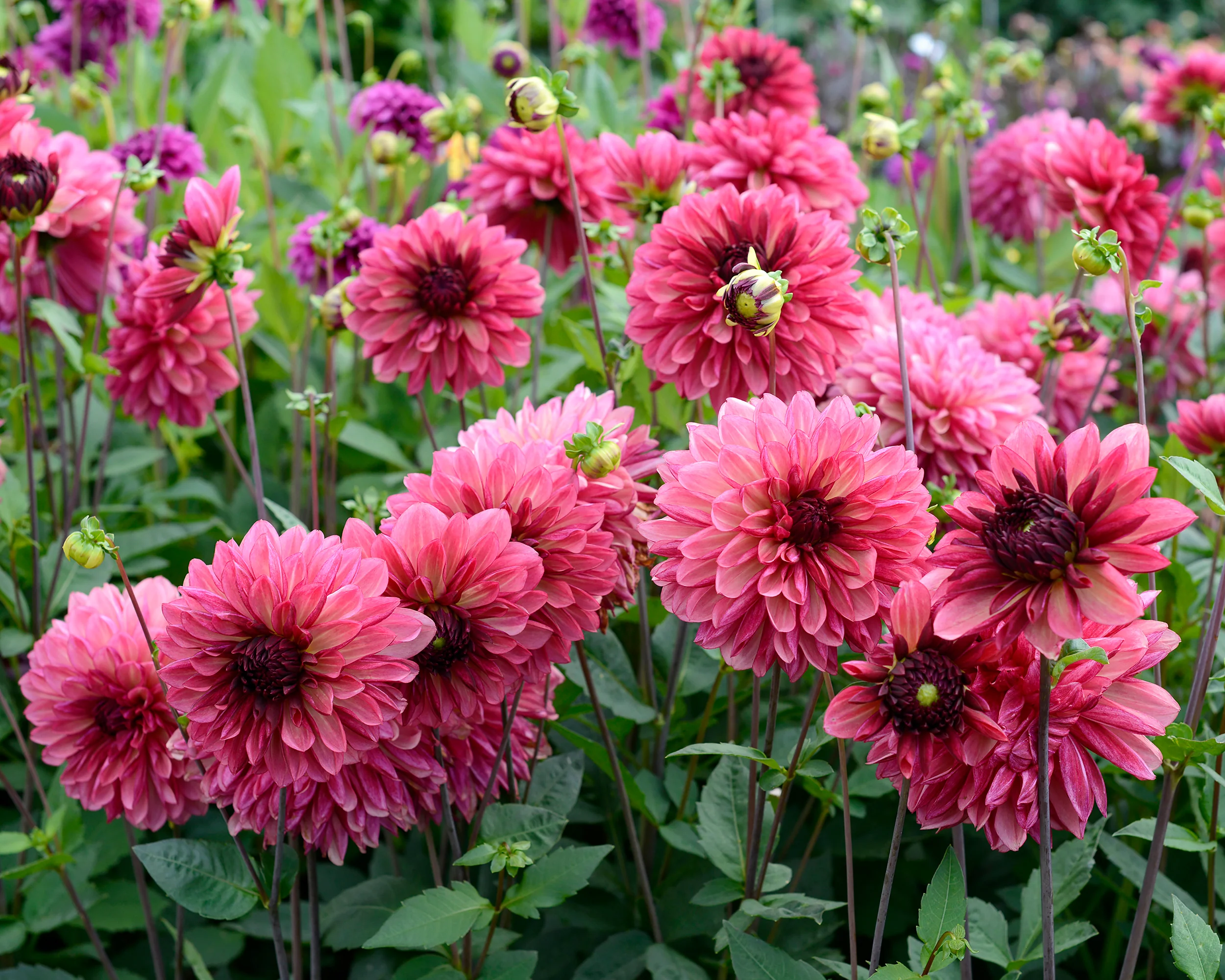 Dahlia 'Bacardi' - Image 2