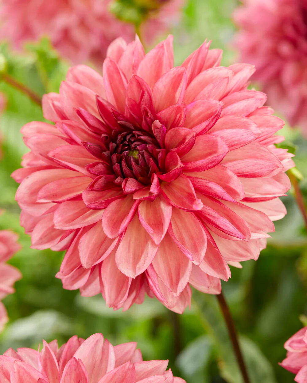 Dahlia 'Bacardi' - Image 3