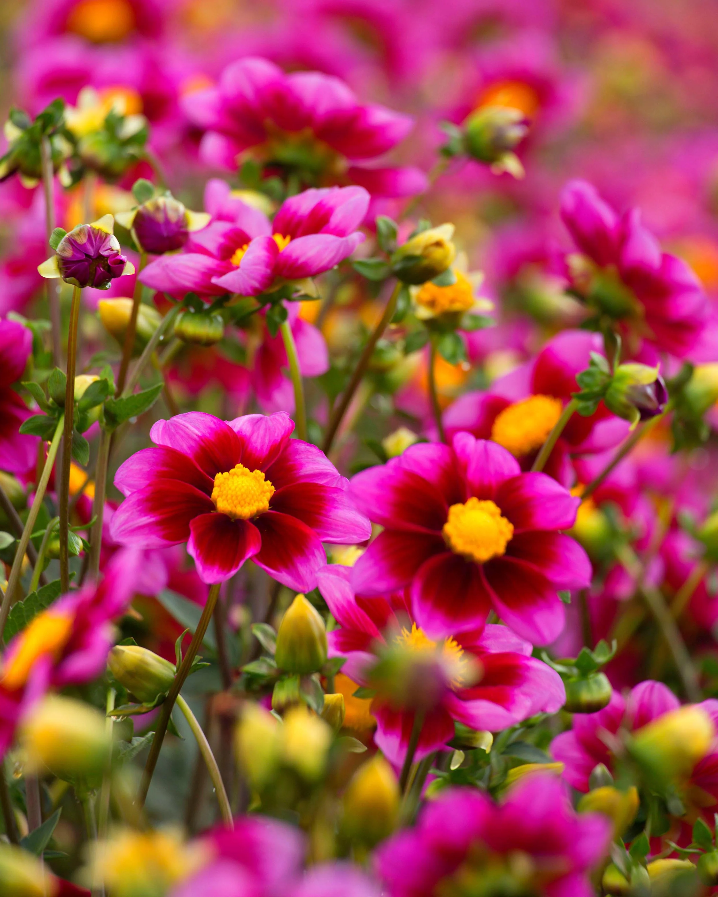 Dahlia 'Bashful' - Image 2