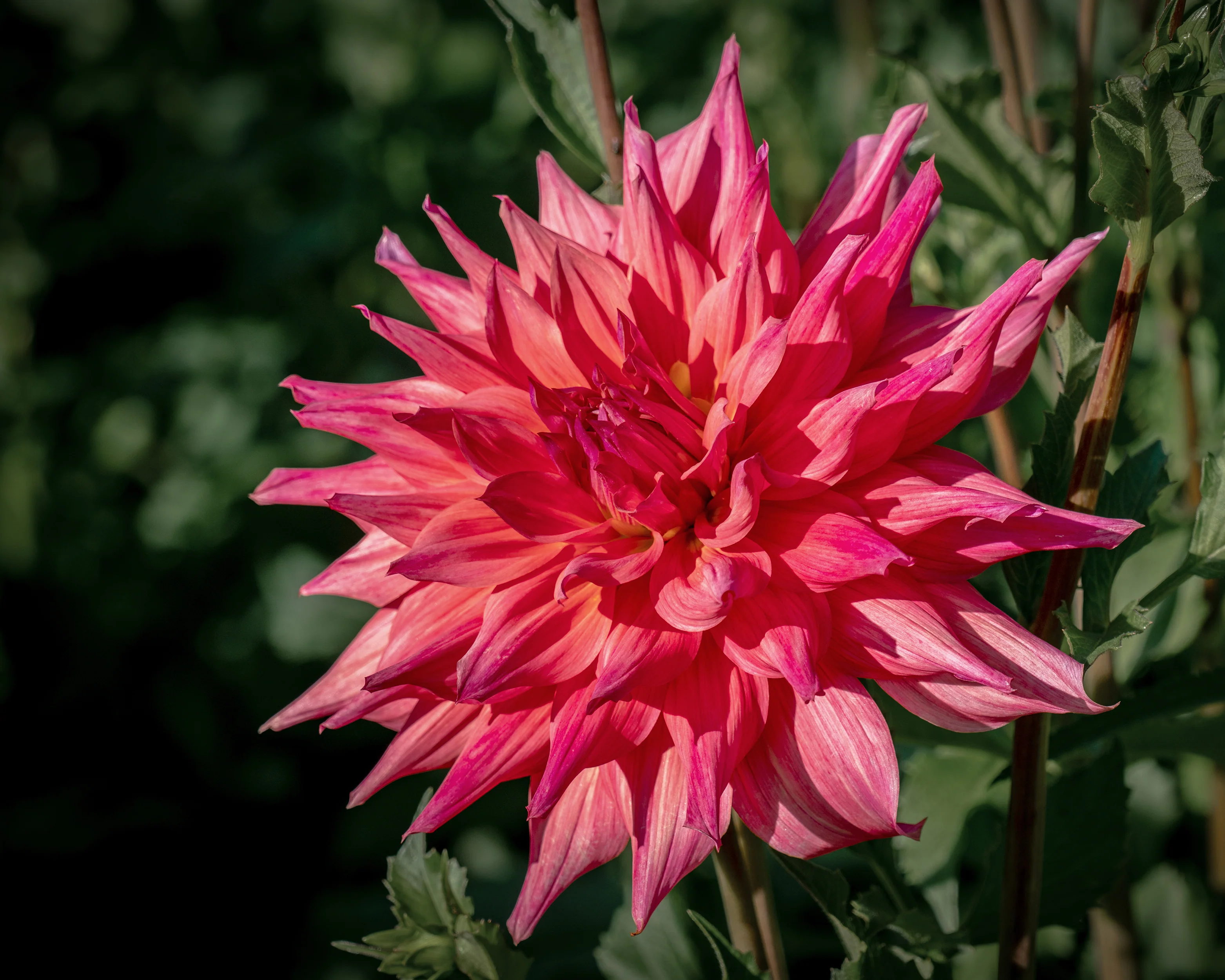 Dahlia 'Belle of Barmera' - Image 2