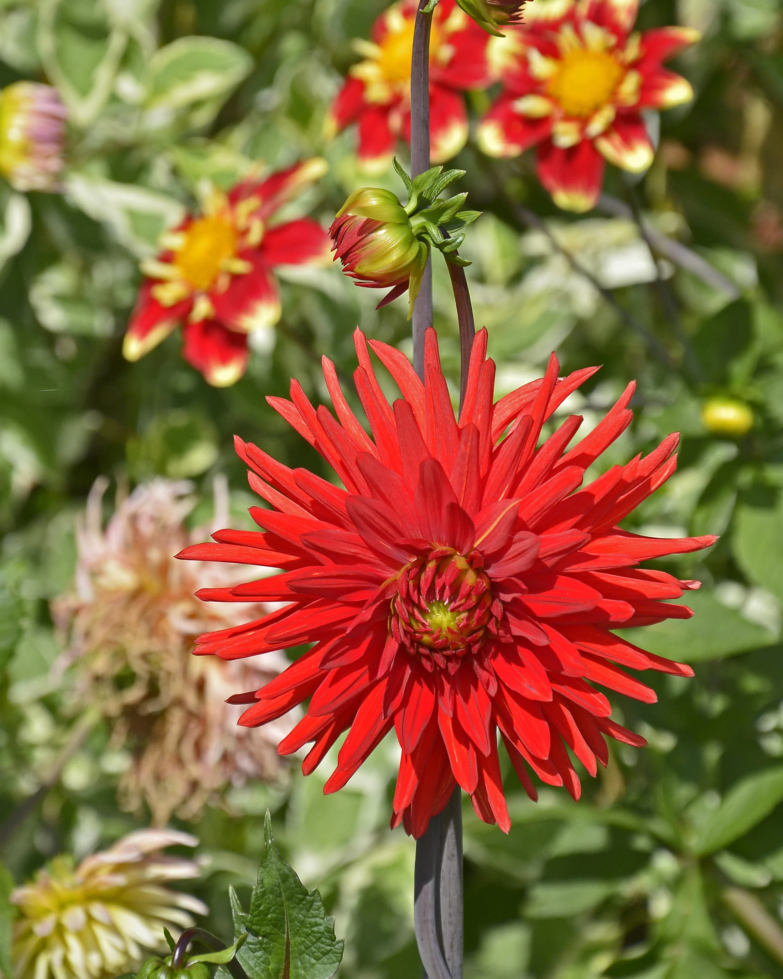 Dahlia 'Bergers Record' - Image 3