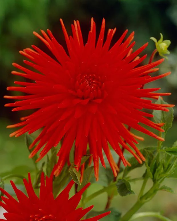 Dahlia 'Bergers Record' - Image 5