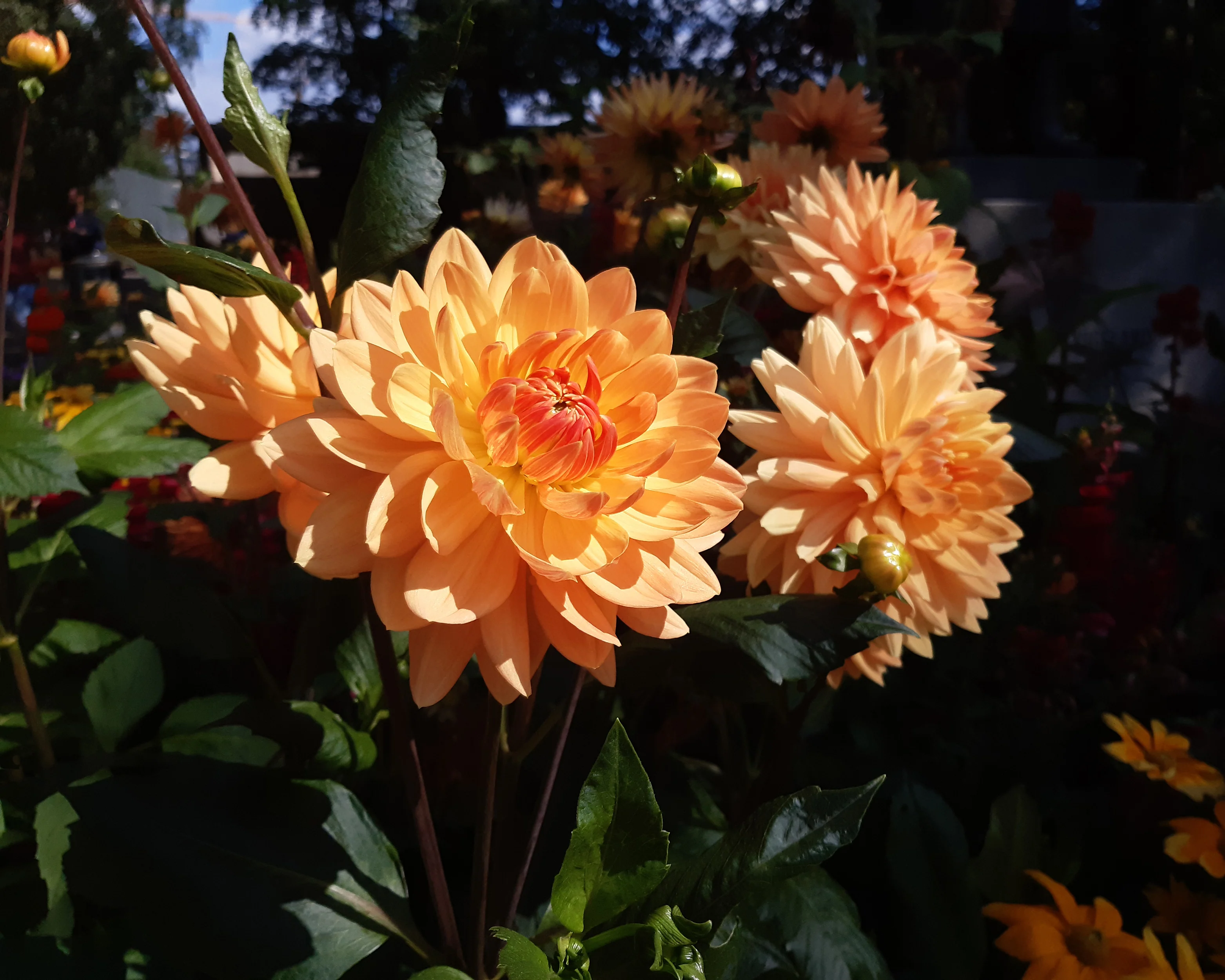 Dahlia 'Big Brother' - Image 2