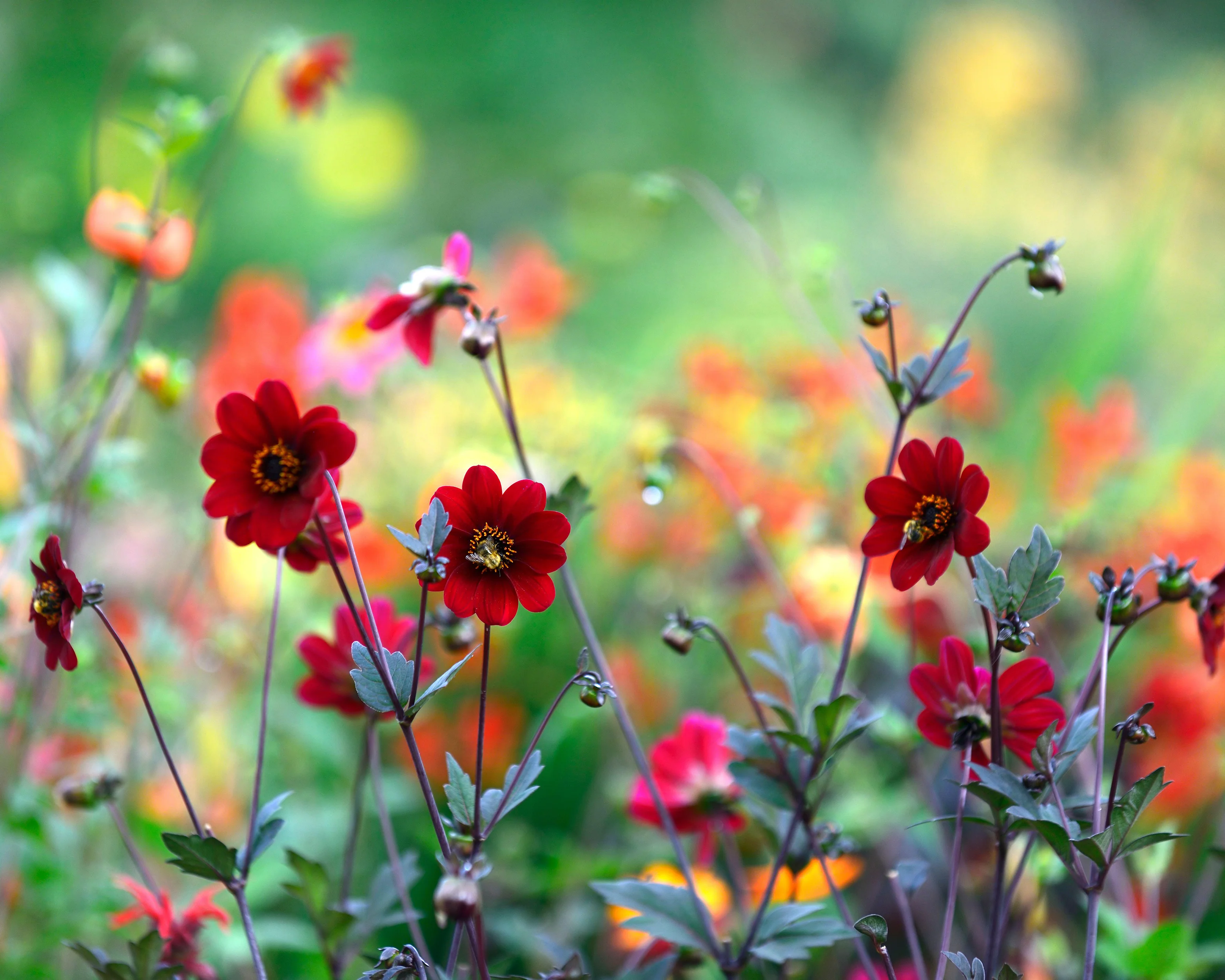 Dahlia 'Bishop of Auckland' - Image 2