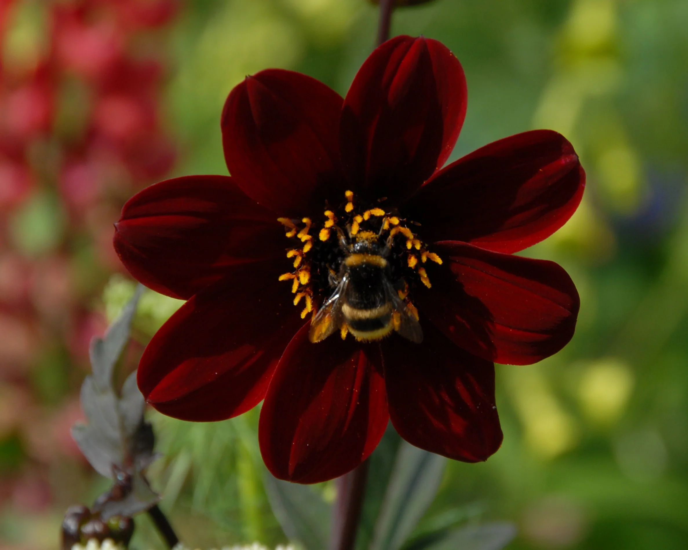 Dahlia 'Bishop of Auckland' - Image 5