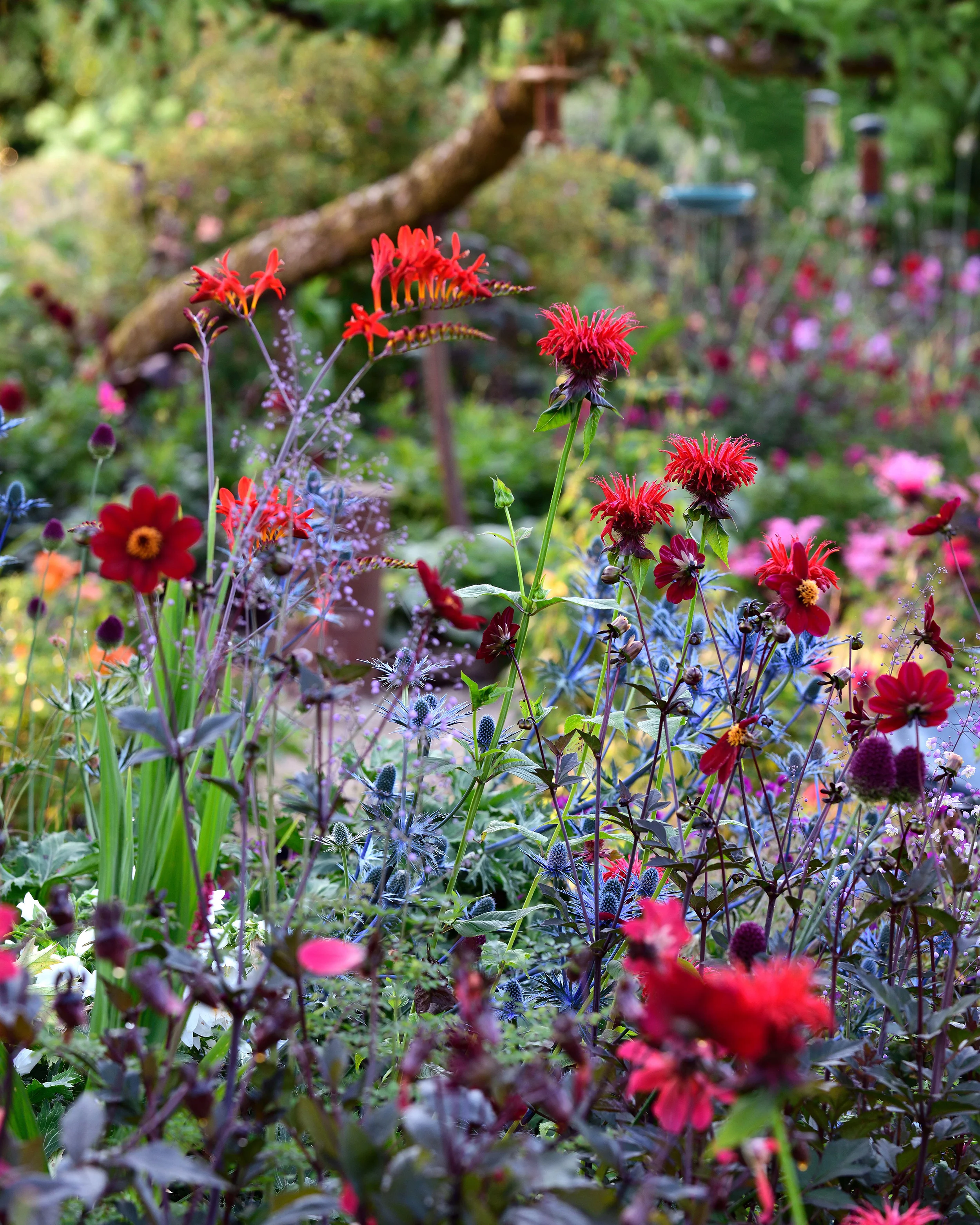 Dahlia 'Bishop of Auckland' - Image 6