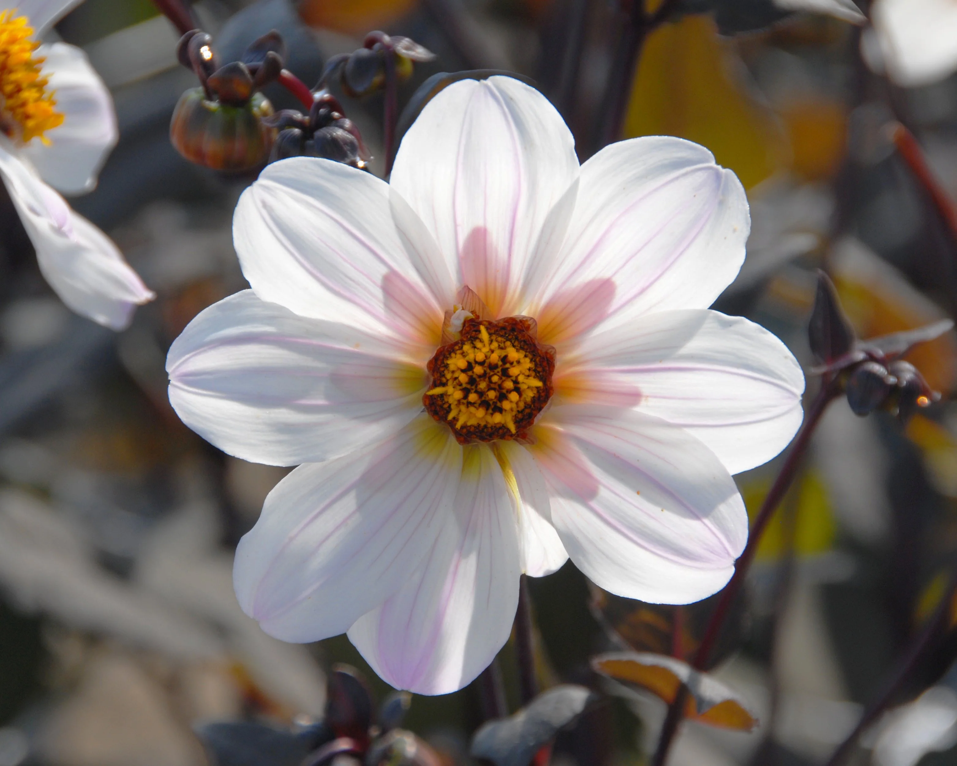 Dahlia 'Bishop of Dover' - Image 3
