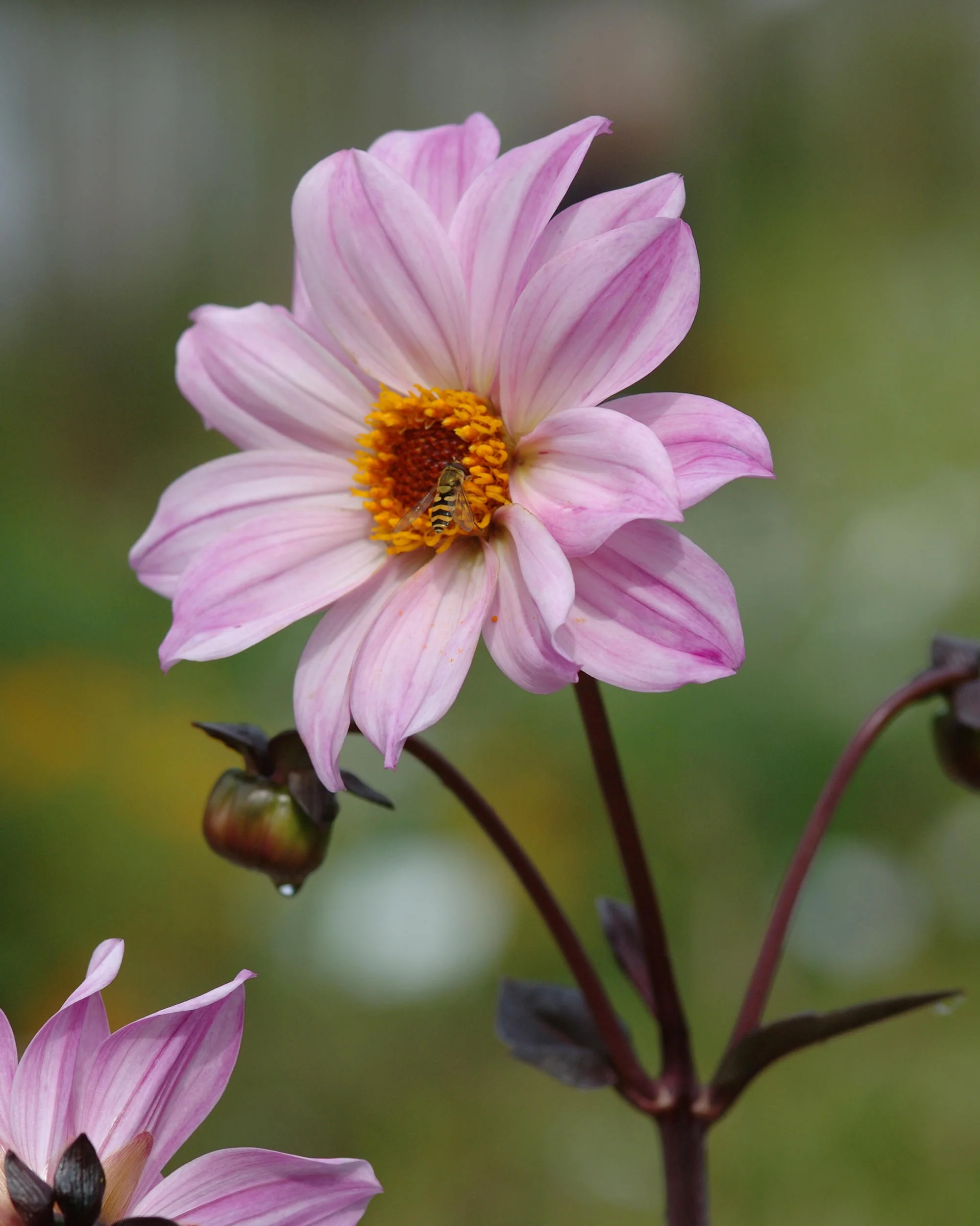 Dahlia 'Bishop of Leicester' - Image 3