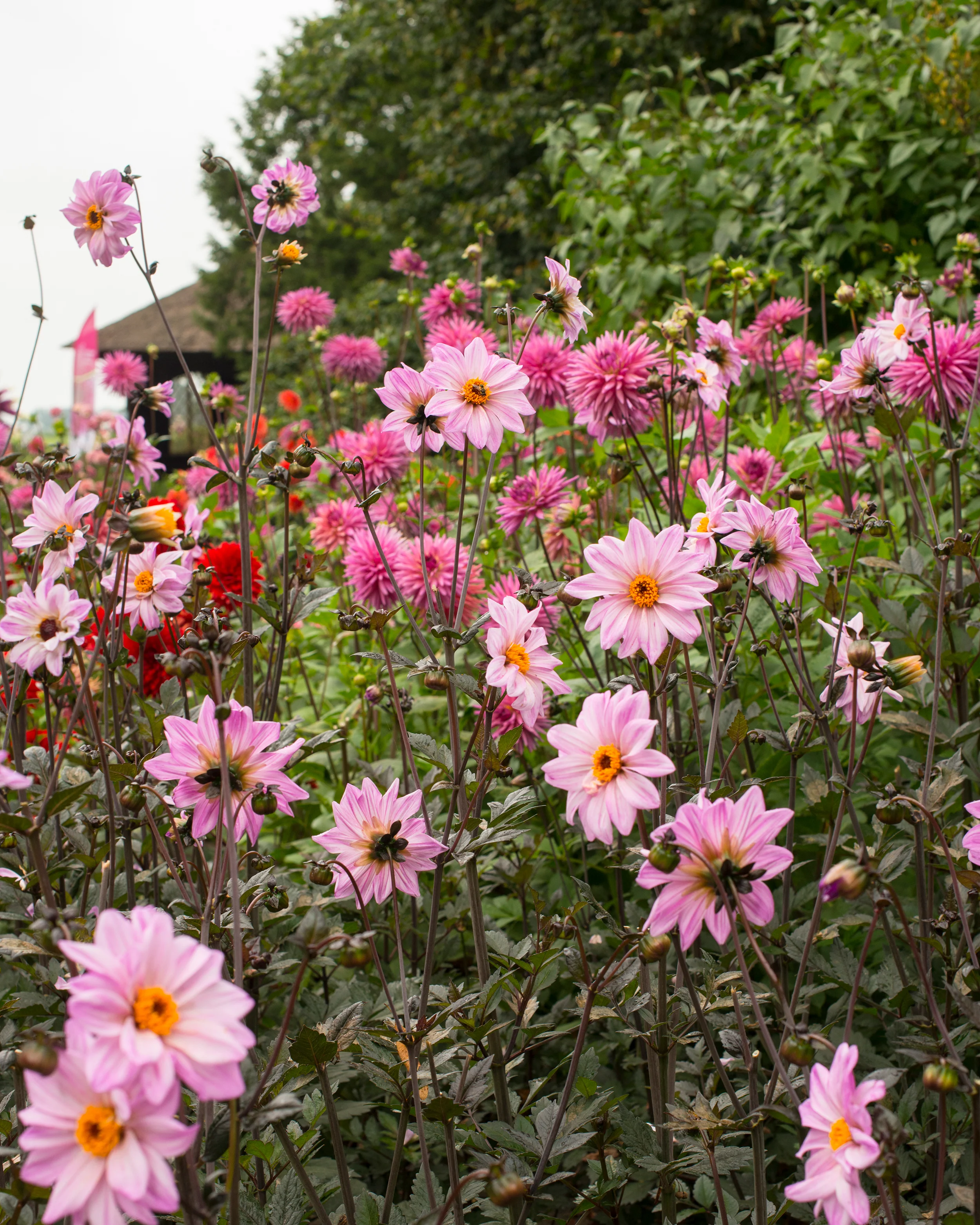 Dahlia 'Bishop of Leicester' - Image 5
