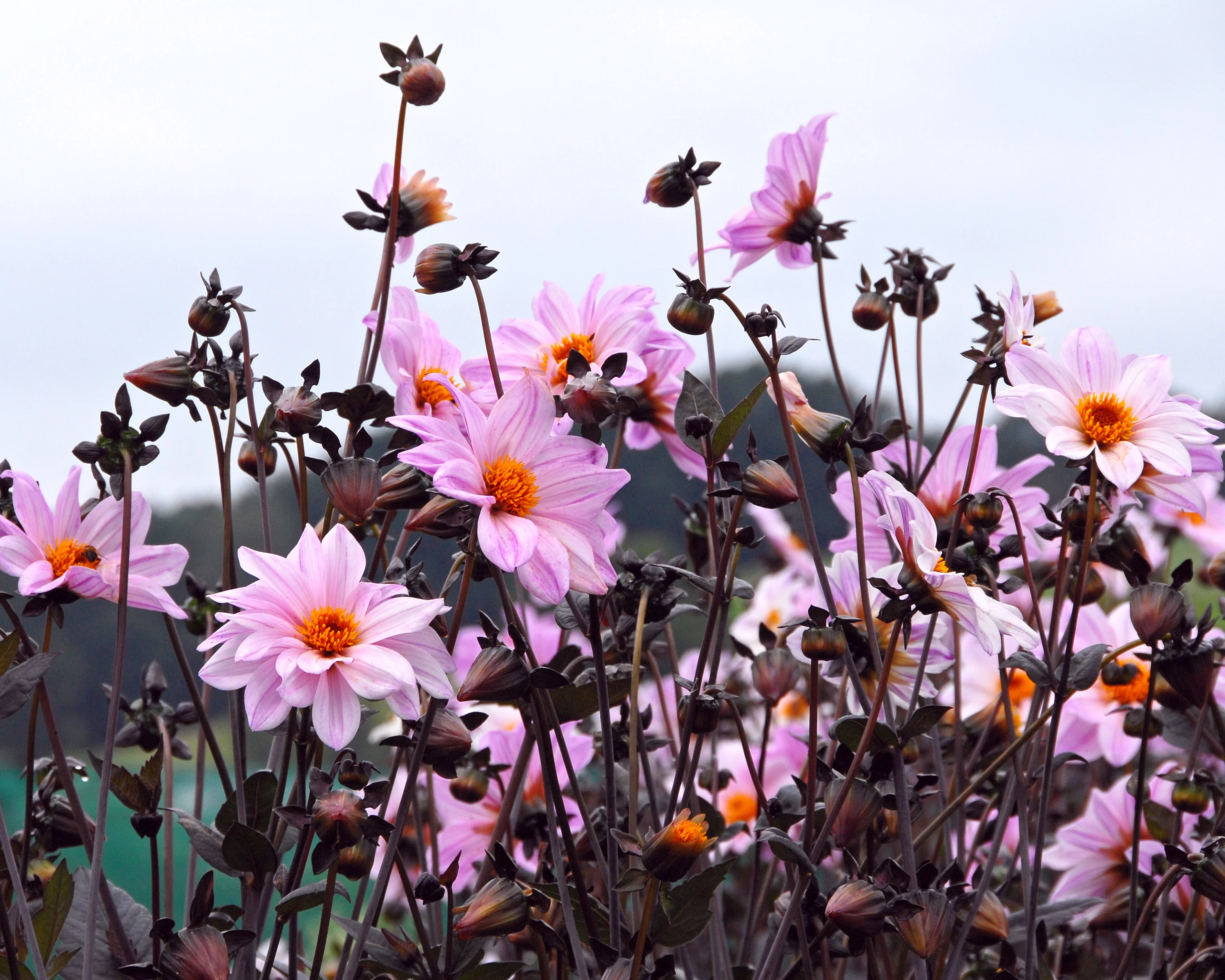 Dahlia 'Bishop of Leicester' - Image 6
