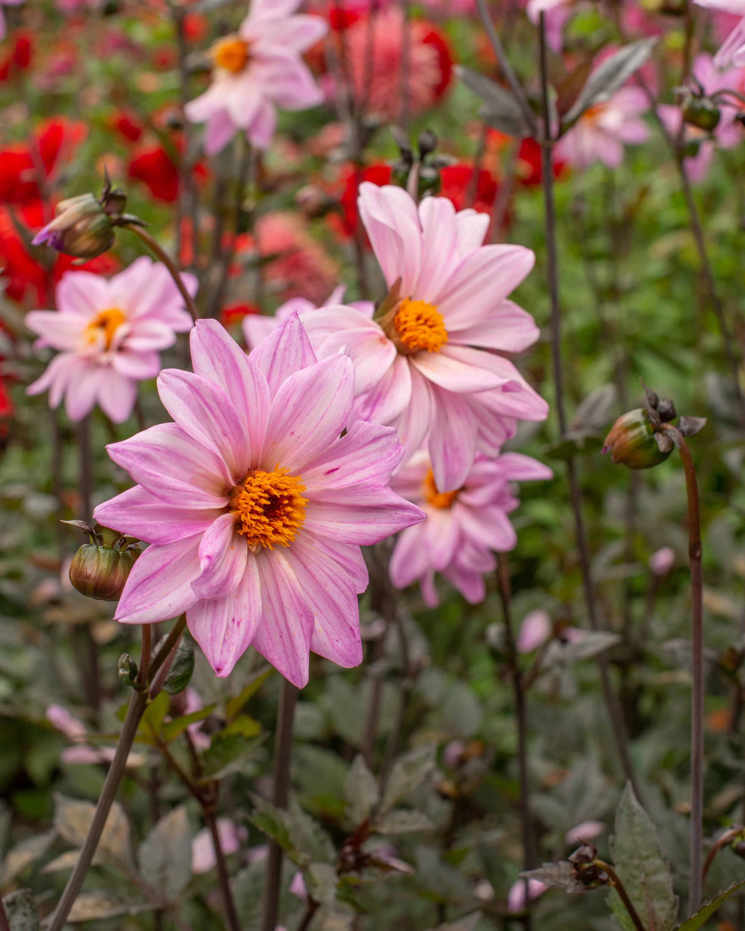 Dahlia 'Bishop of Leicester' - Image 8