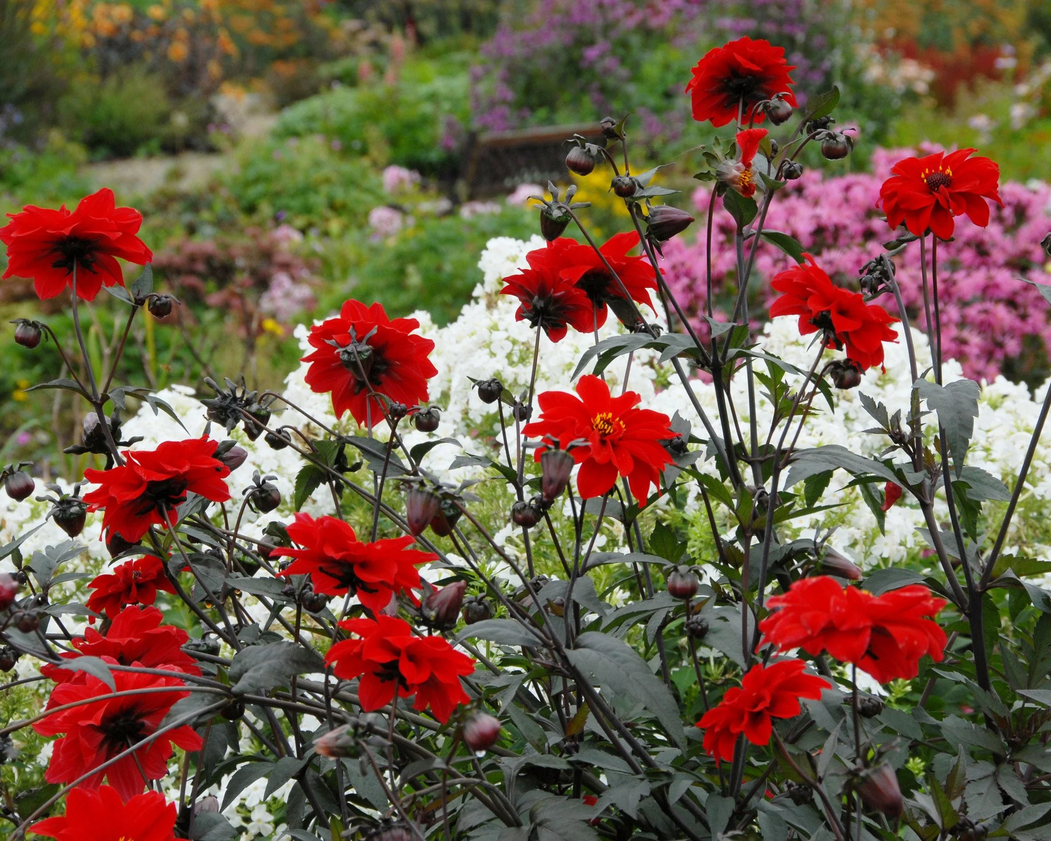 Dahlia 'Bishop of Llandaff' - Image 4