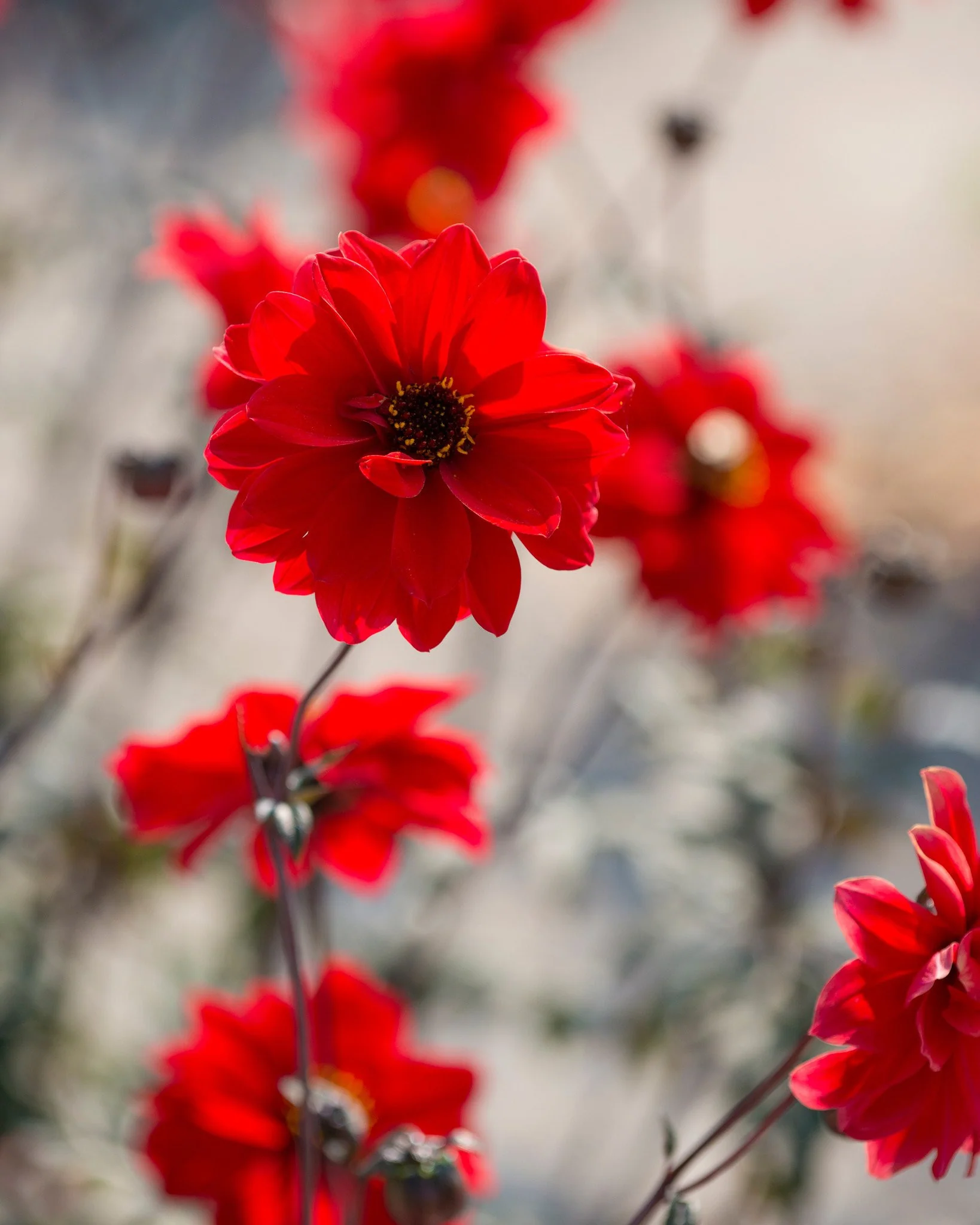 Dahlia 'Bishop of Llandaff' - Image 6