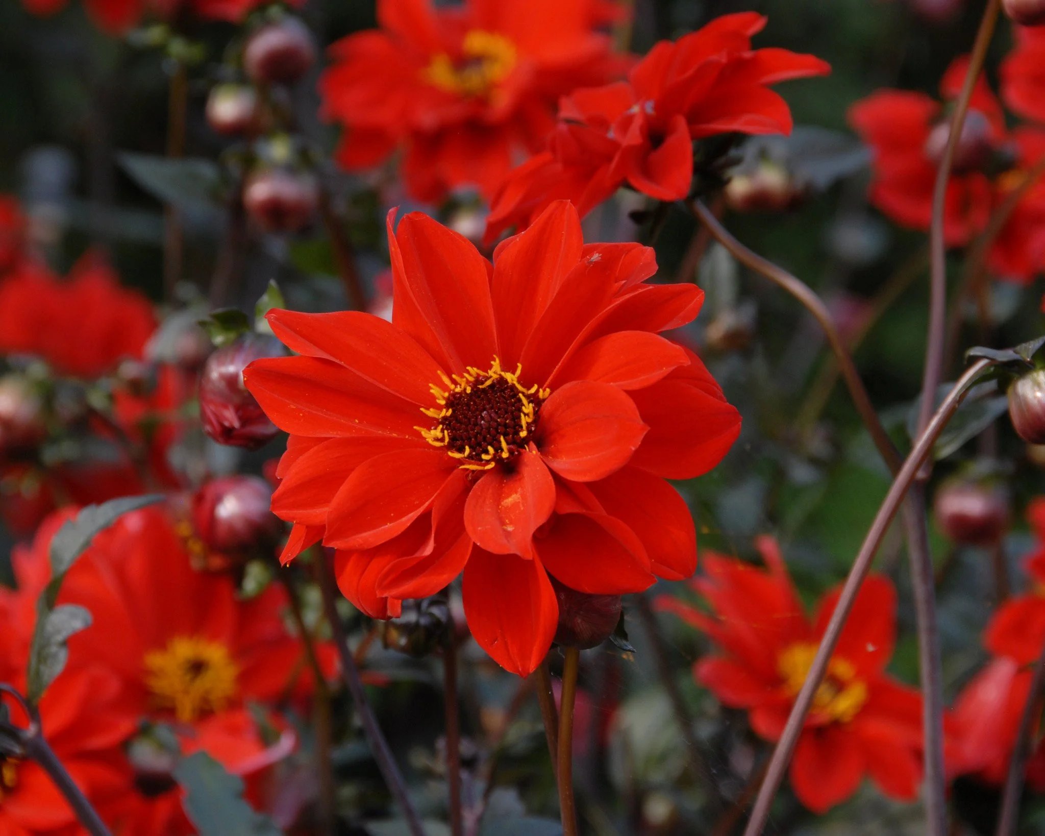 Dahlia 'Bishop of Llandaff' - Image 7