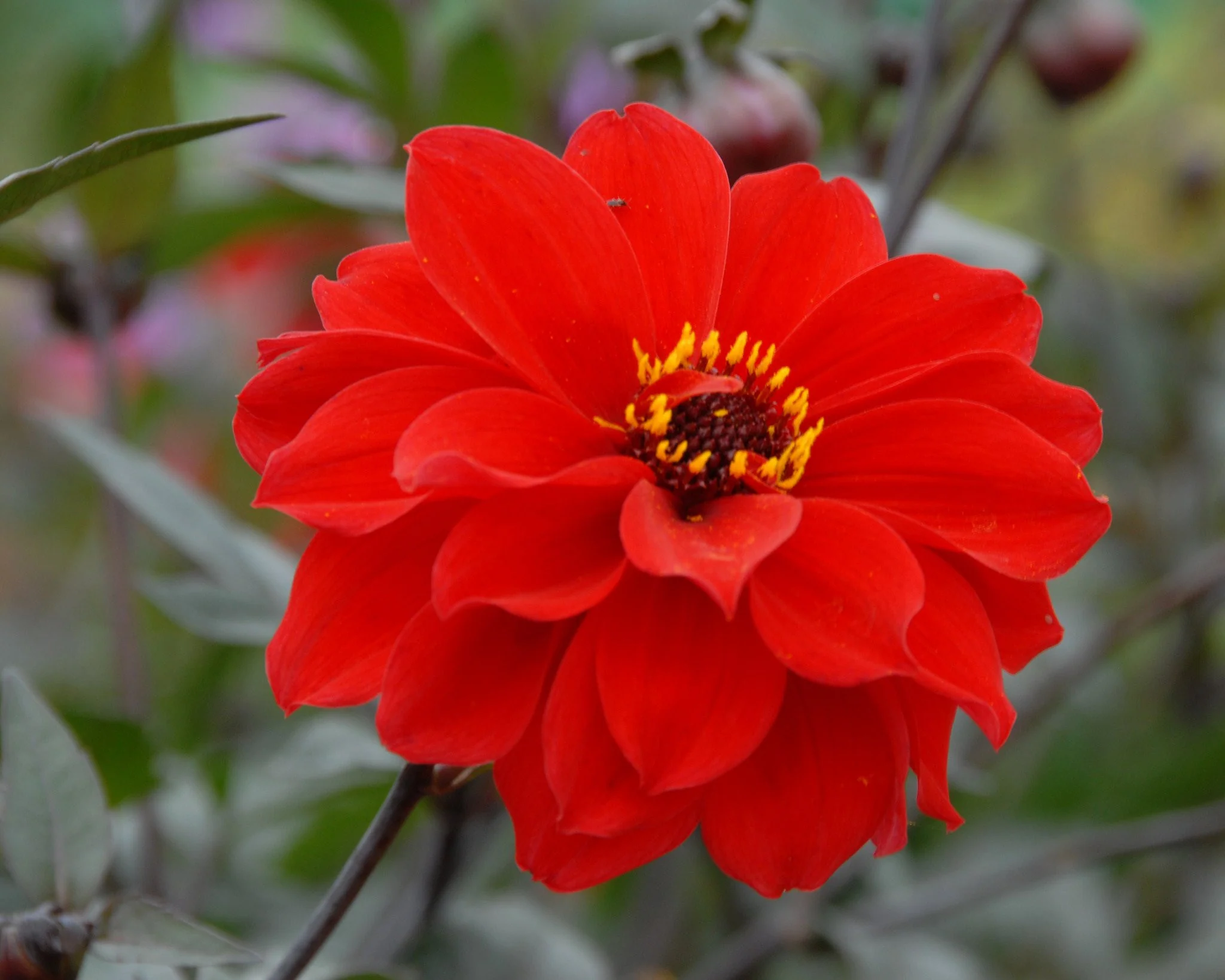 Dahlia 'Bishop of Llandaff' - Image 8