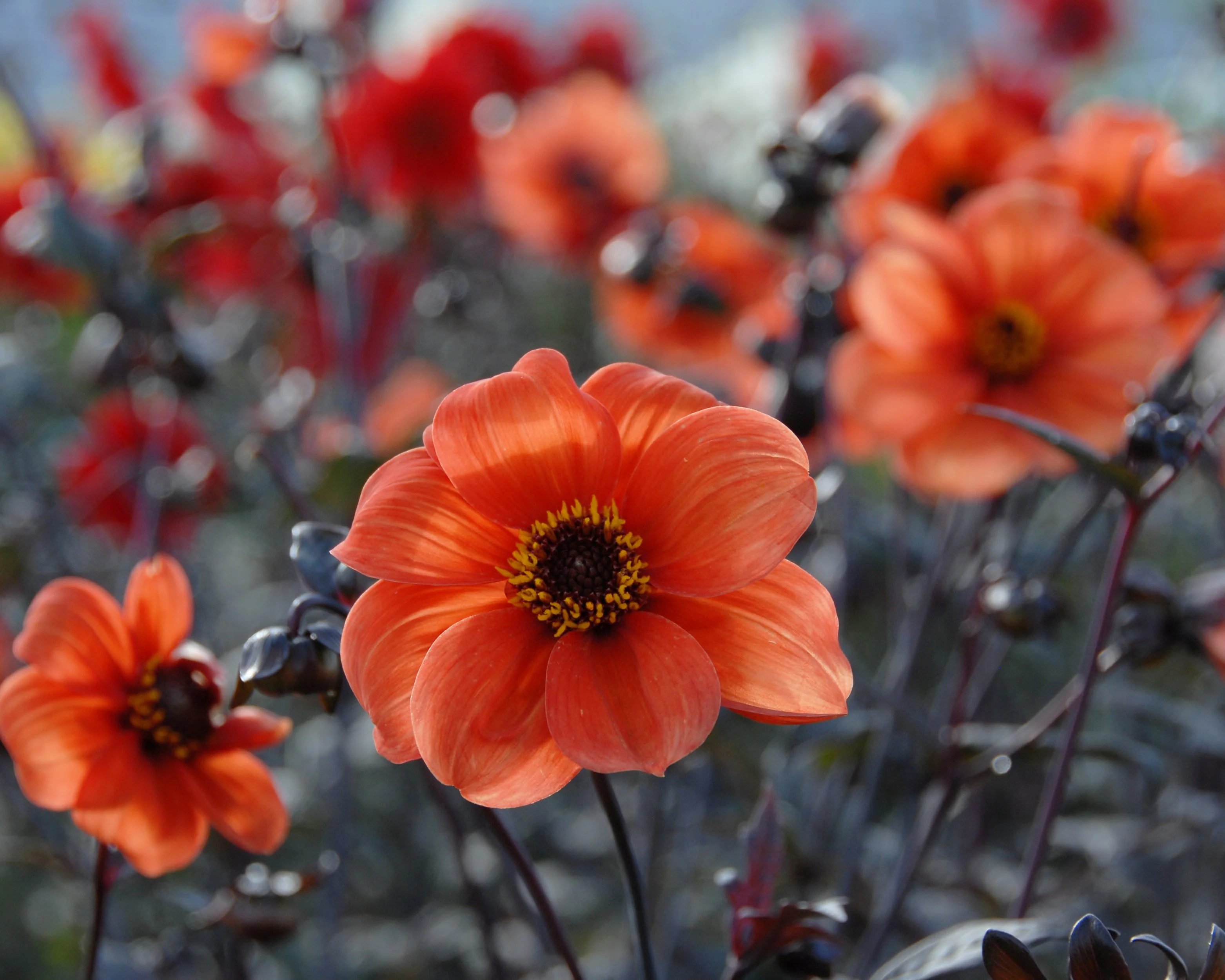 Dahlia 'Bishop of Oxford' - Image 3
