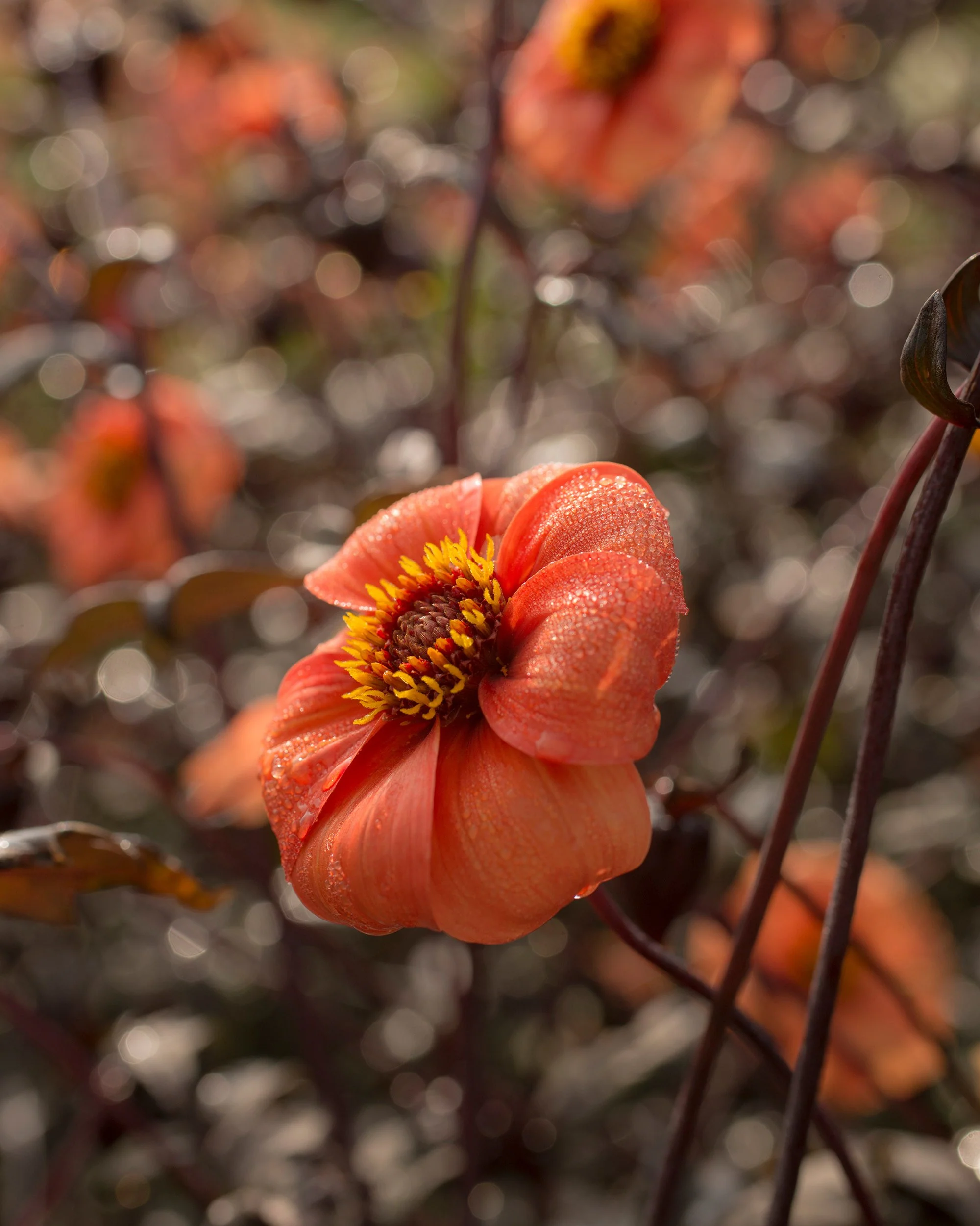 Dahlia 'Bishop of Oxford' - Image 4
