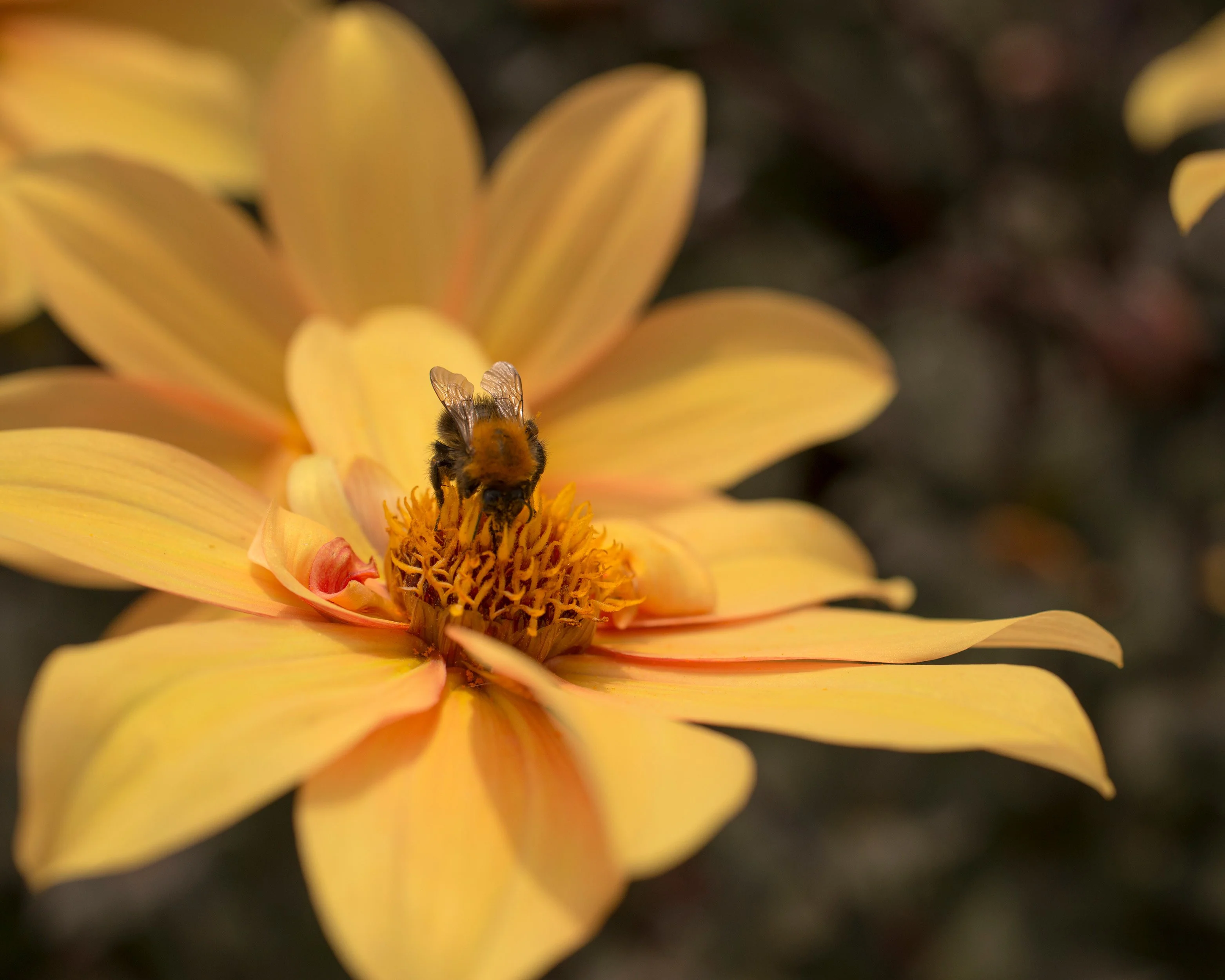 Dahlia 'Bishop of York' - Image 3