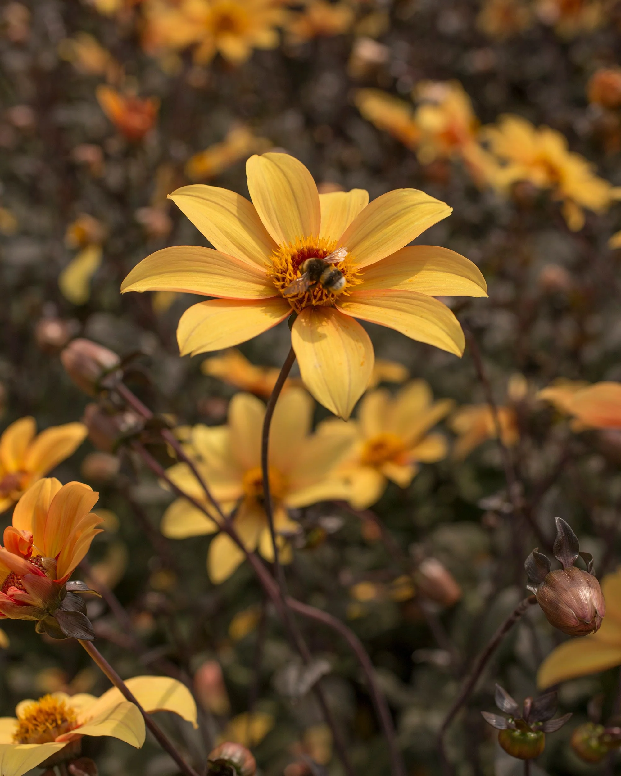 Dahlia 'Bishop of York' - Image 4