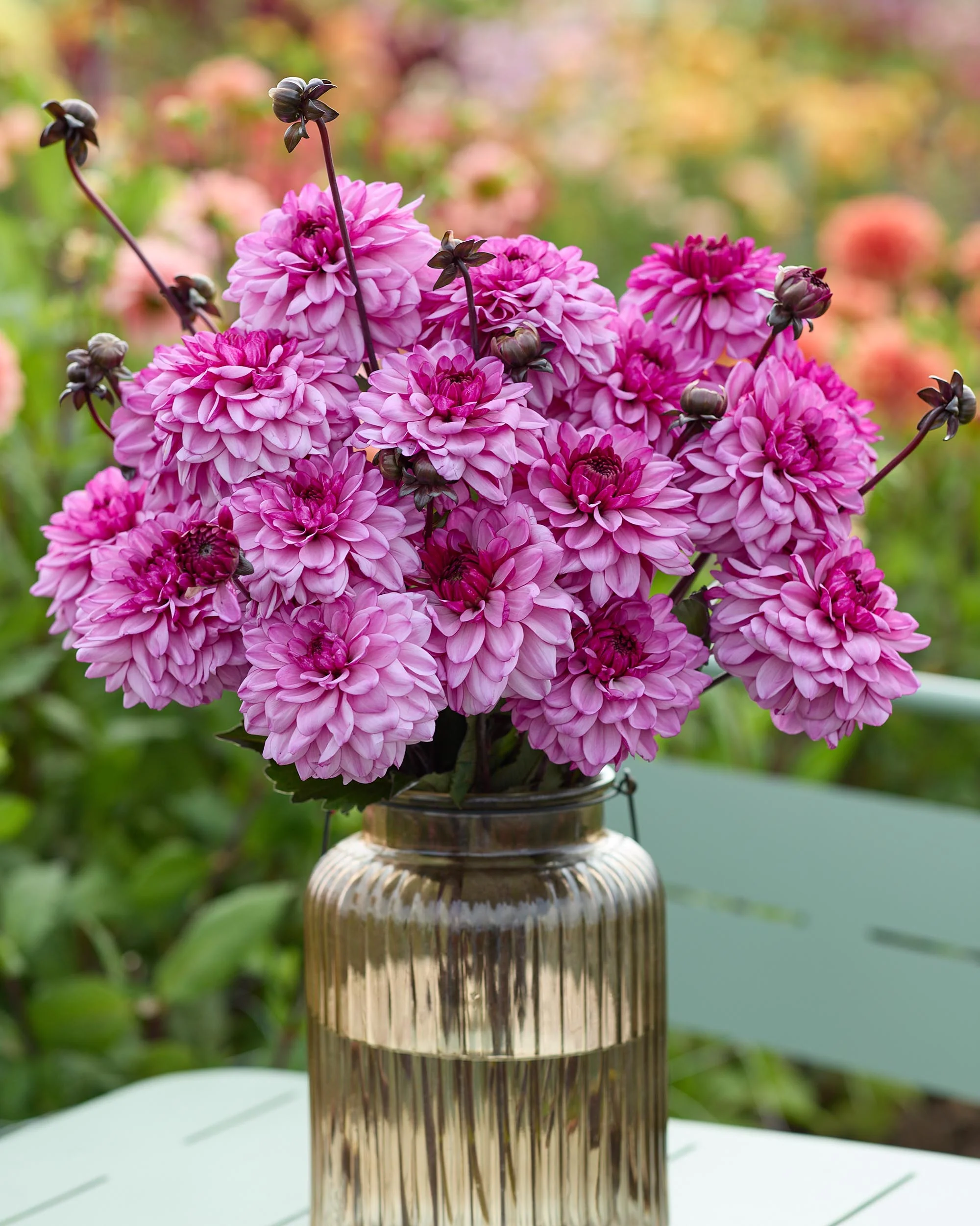 Dahlia 'Bizon Purple Lady' - Image 3