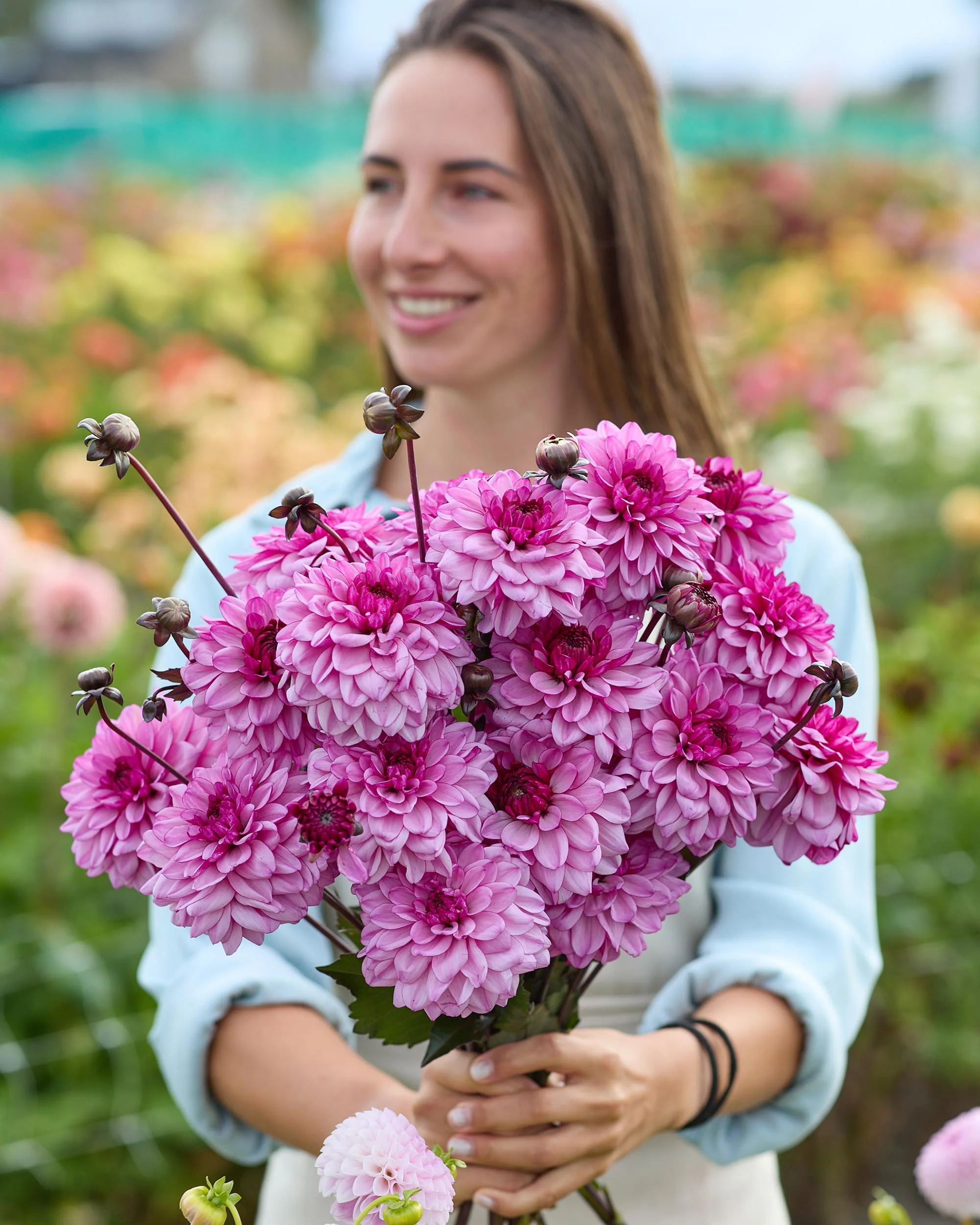 Dahlia 'Bizon Purple Lady' - Image 4