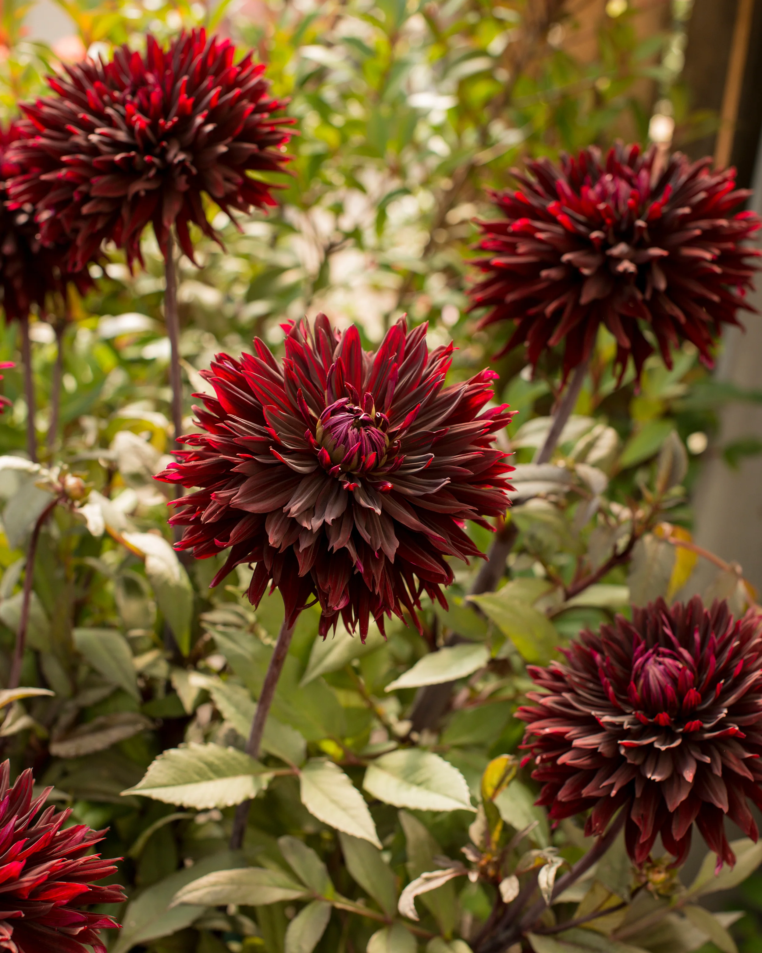 Dahlia 'Black Jack' - Image 3