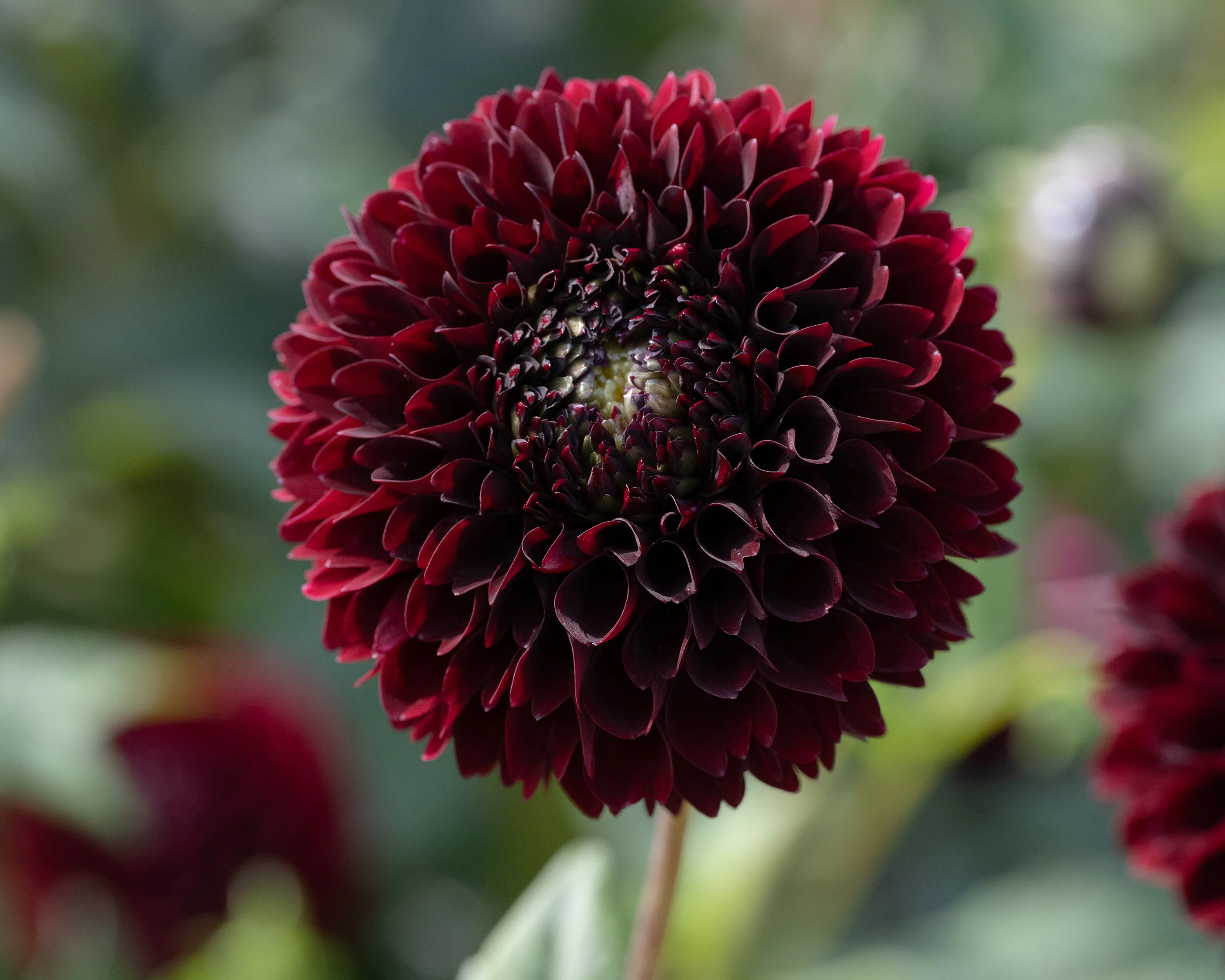 Dahlia 'Black Pierre' - Image 6