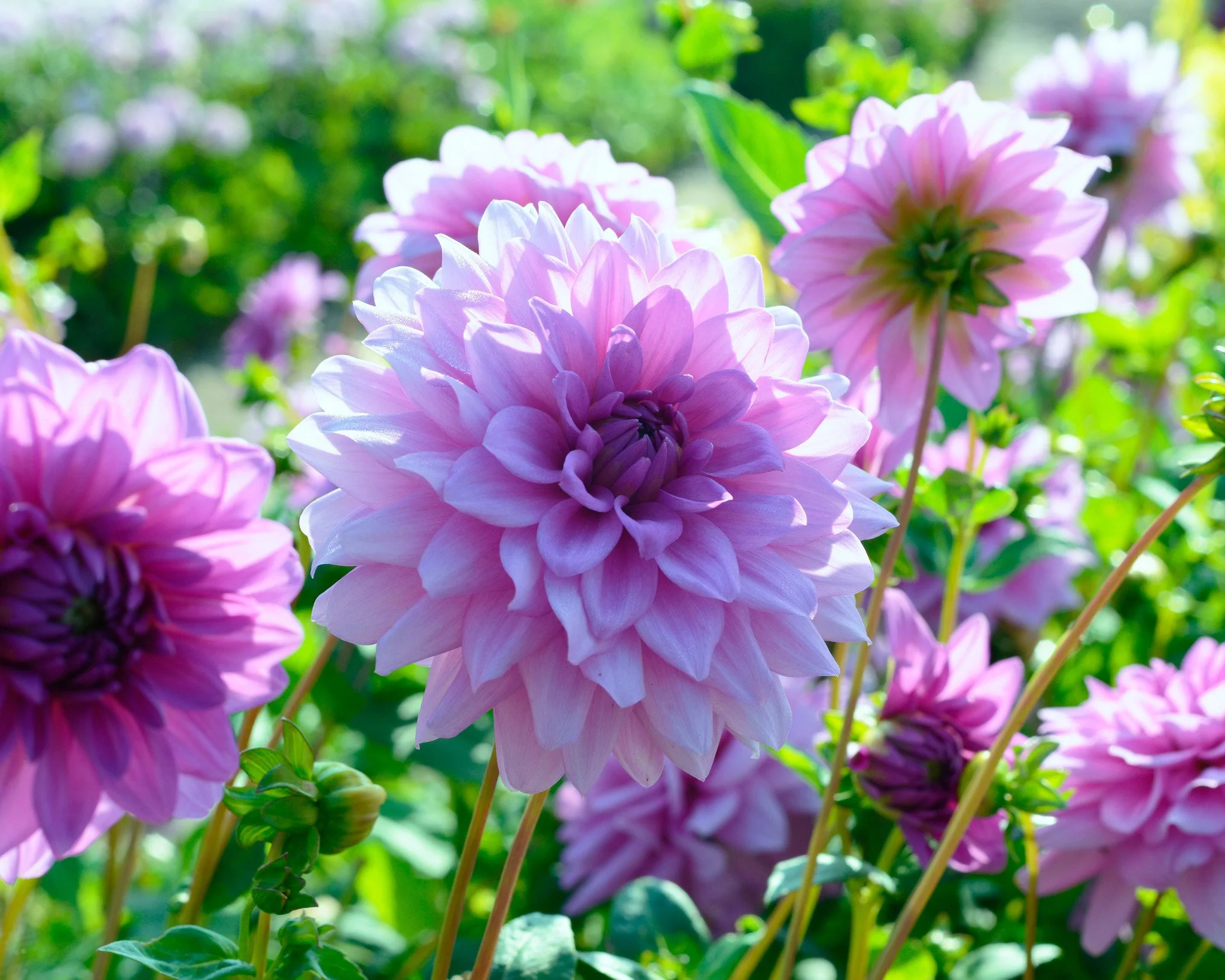 Dahlia 'Blue Boy' - Image 3