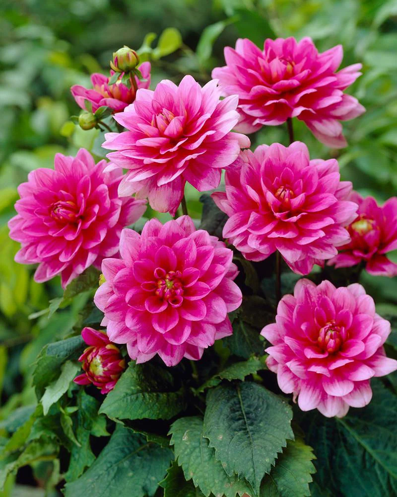 Dahlia 'Bluesette' - Image 3