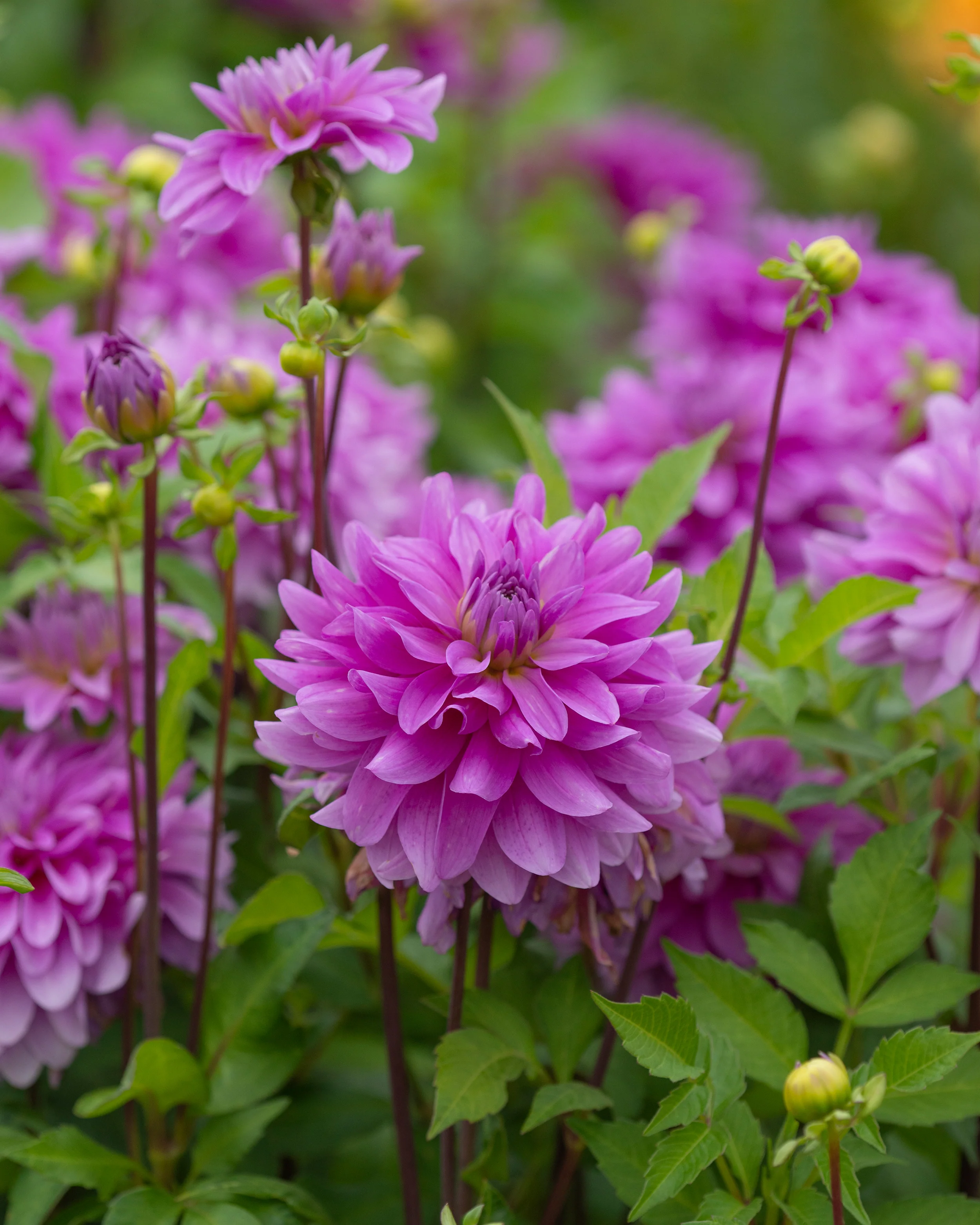 Dahlia 'Bluetiful' - Image 4