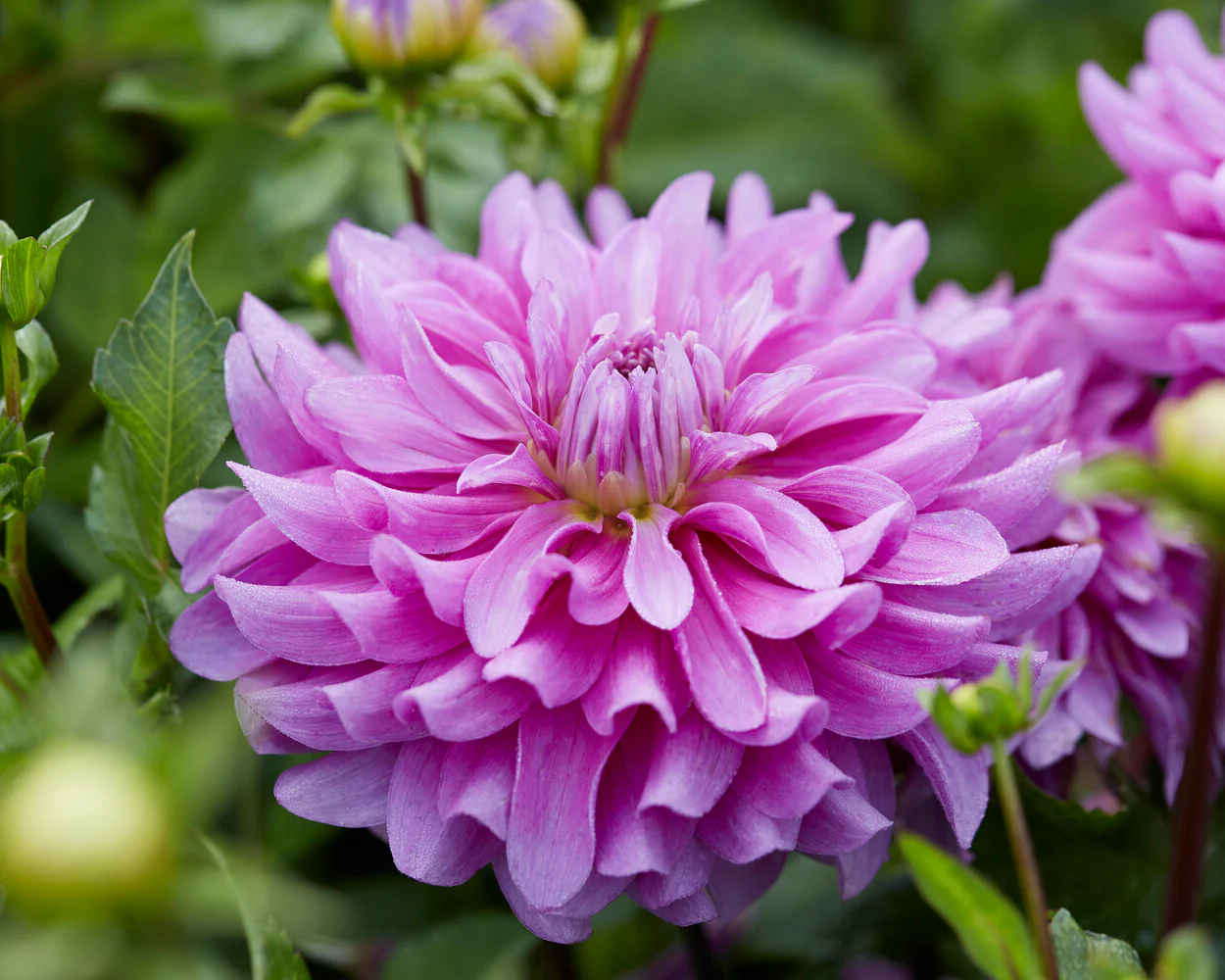 Dahlia 'Bluetiful' - Image 5