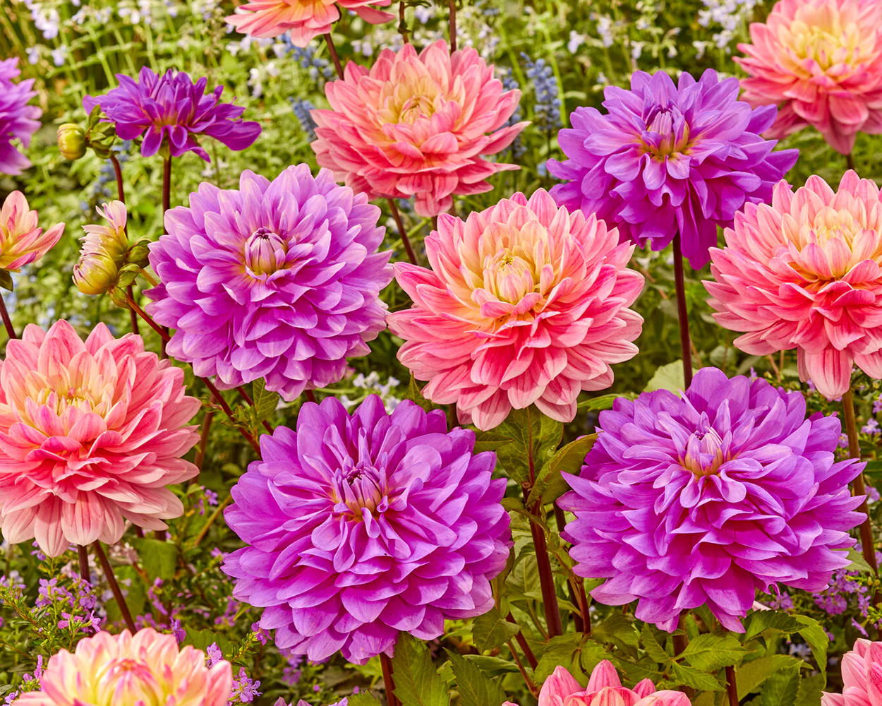 Dahlia 'Bluetiful' - Image 7