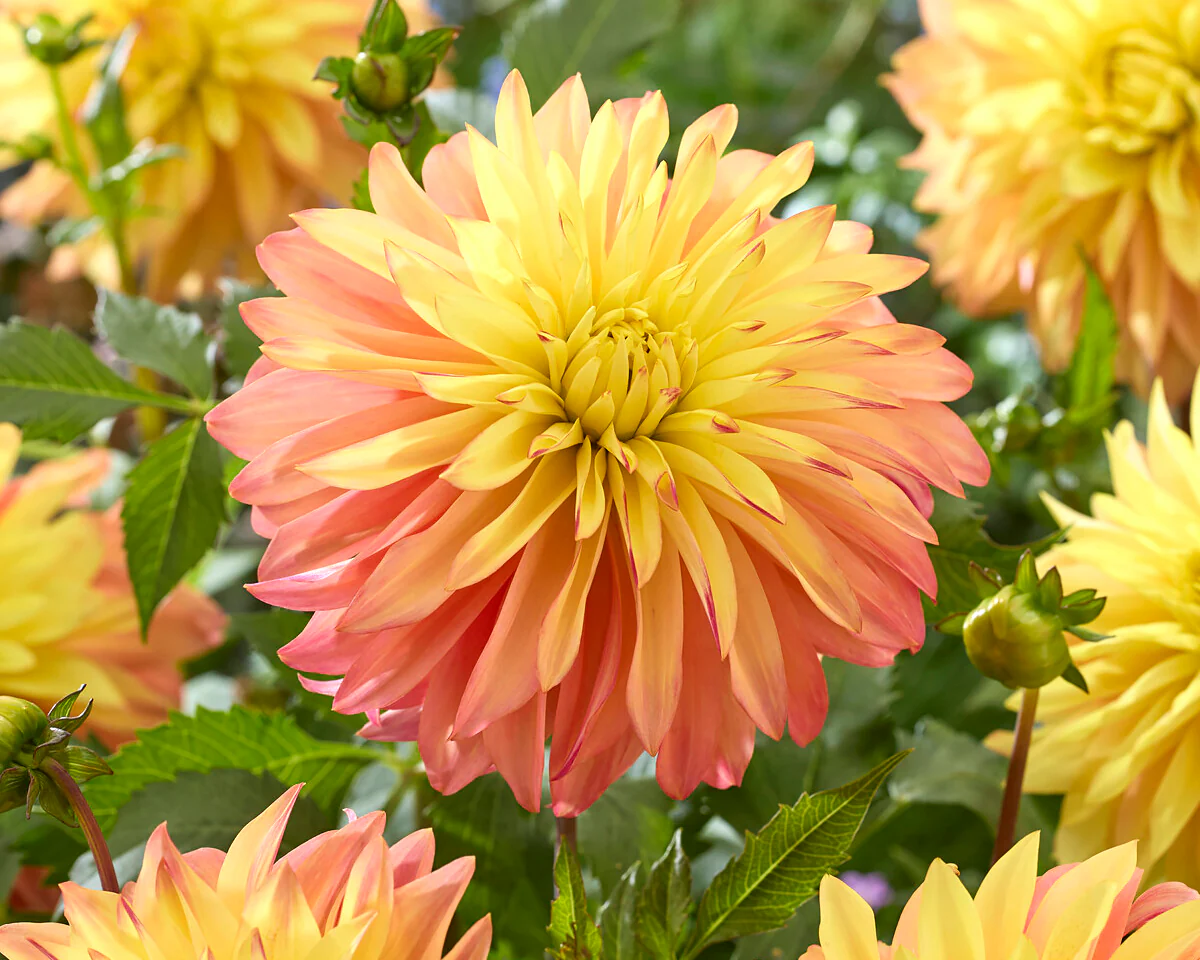 Dahlia 'Blushing Lady' - Image 2